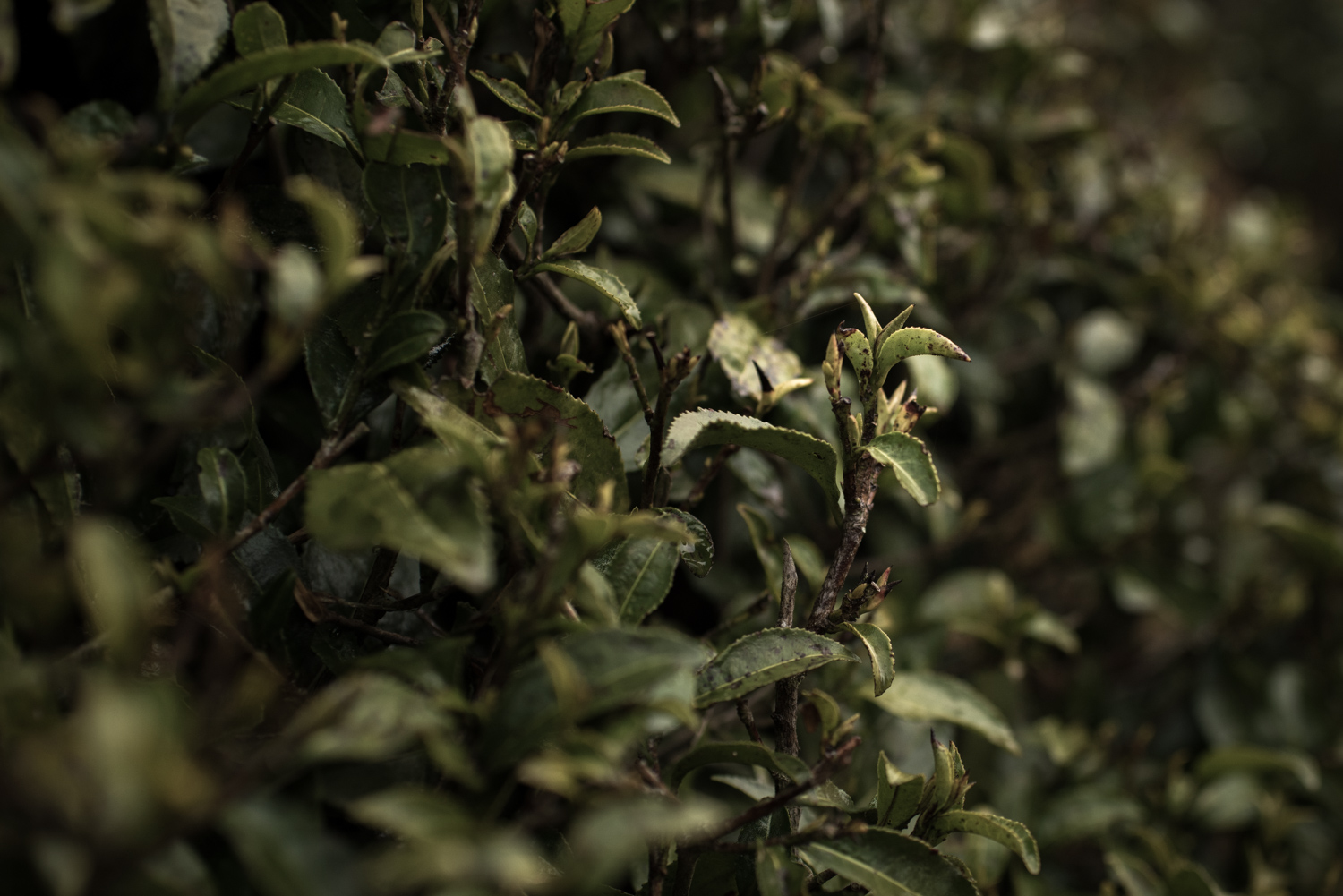 darjeeling_07_7709.jpg