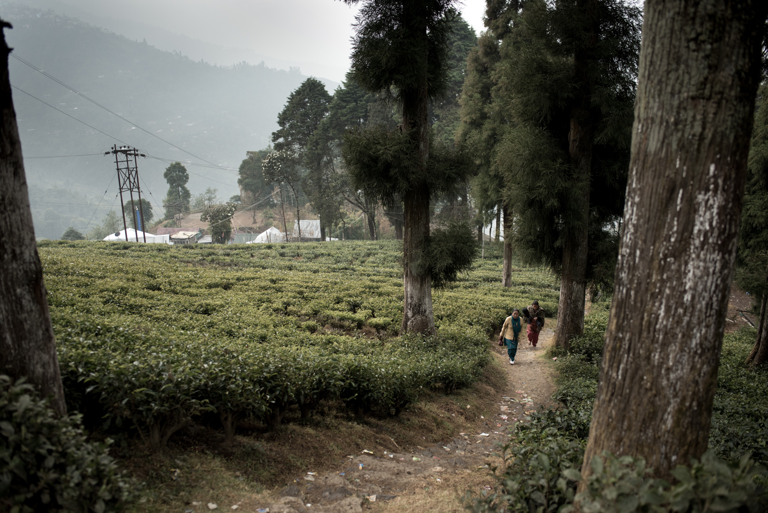 darjeeling_08_7688.jpg