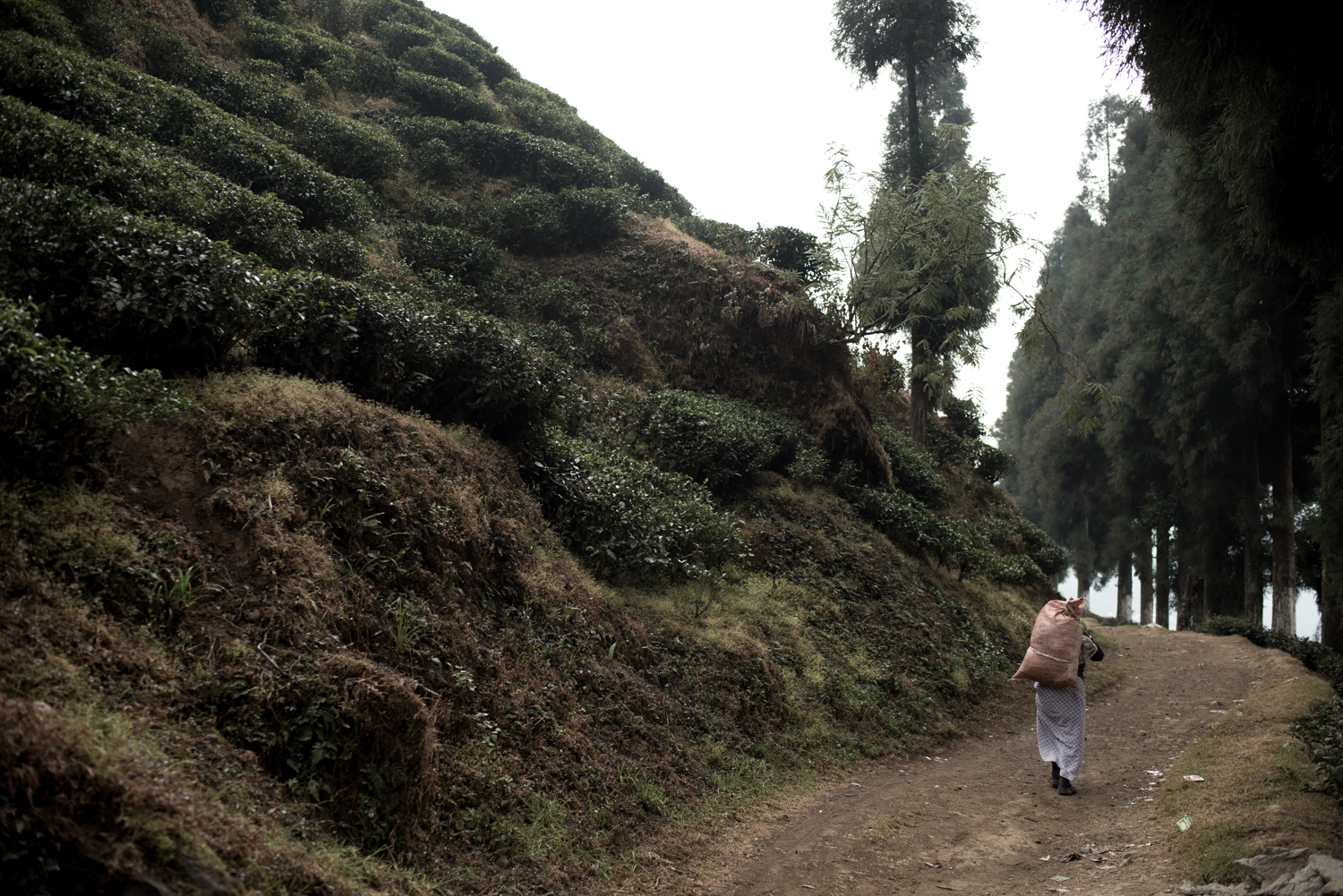 darjeeling_13_7694.jpg