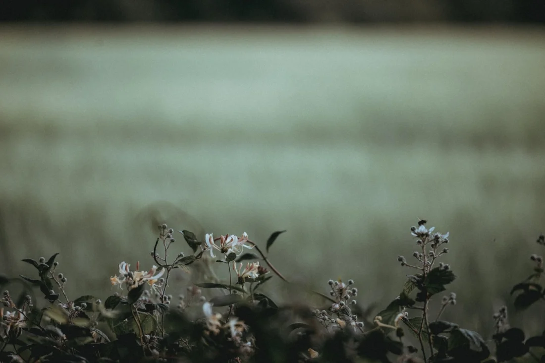 (Image by Brian Oldham)