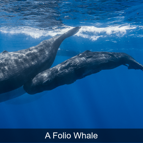 A Folio Whale.png