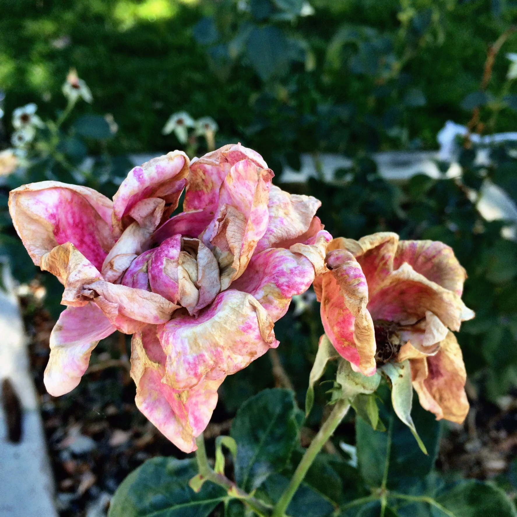 The roses are done. The Fall is here. The Winter is coming.