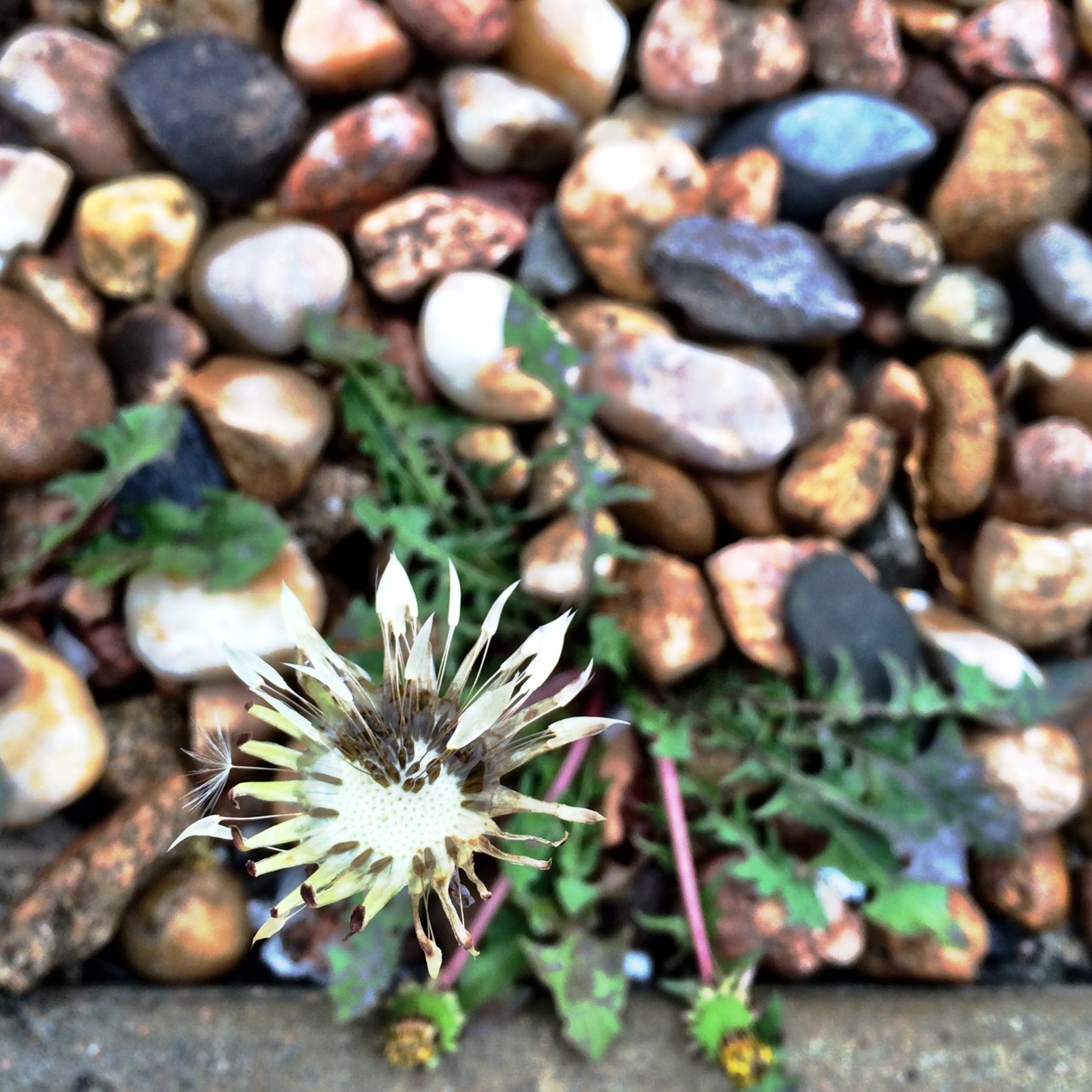dying-dandelion-at-starbucks.jpg