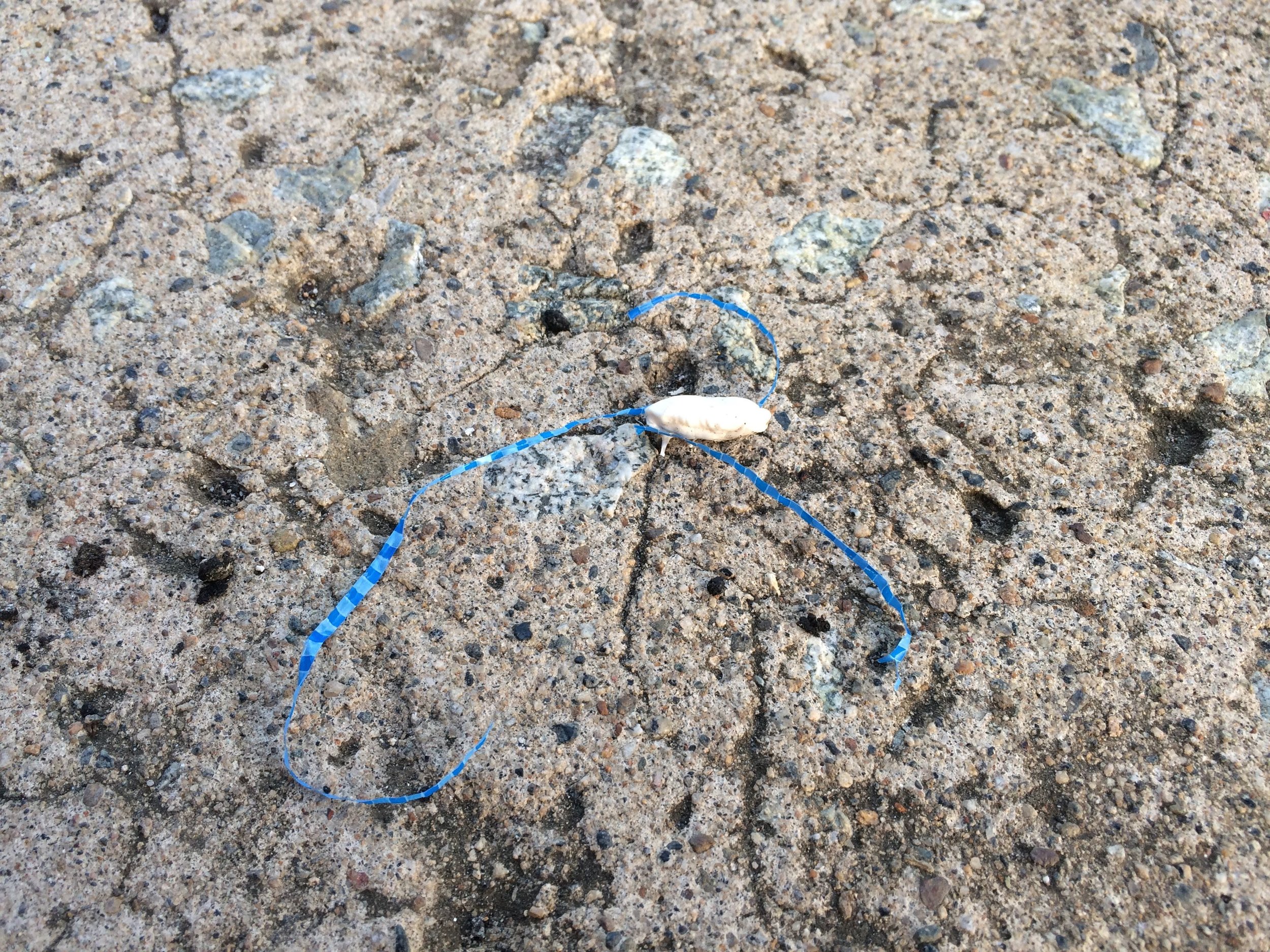 Blue Tarp Stuck to Gum on the Sidewalk