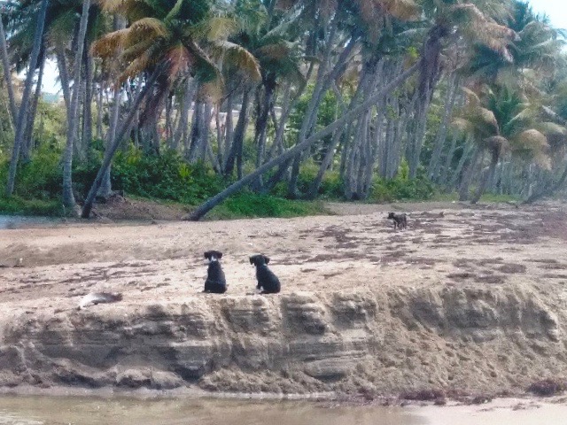 Dogs on the beach at Tropical Beach, Naguabo, Puerto Rico. Another pack that Love to Go’s founder feeds daily.