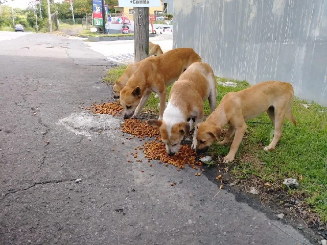 This pack of dogs wait every day by the gas station. Love to Go’s founder feeds them every day, mostly with money from her own pocket that she can’t afford.