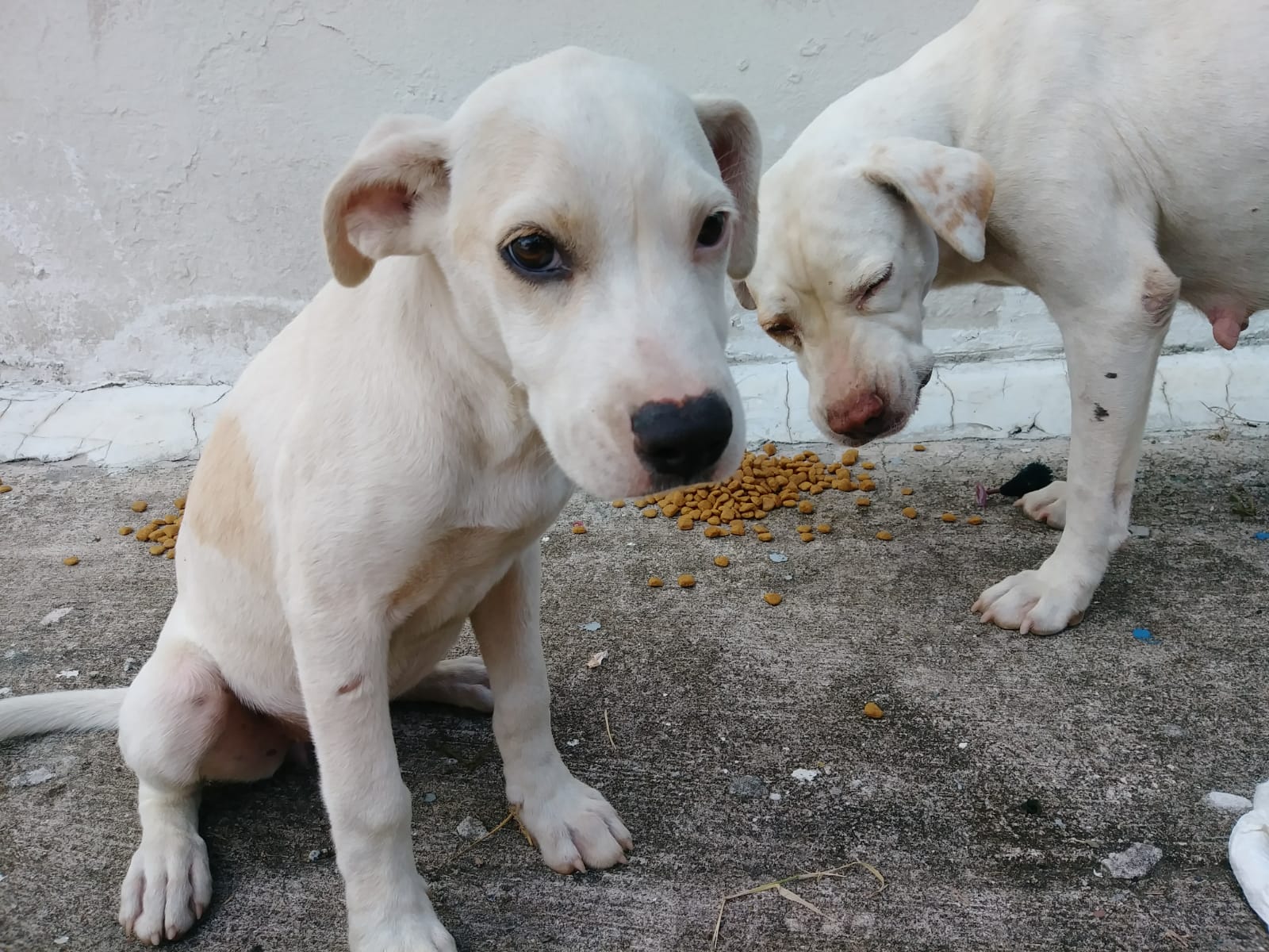 love-to-go-bbme-puppies-naguabo-puerto-rico.jpg