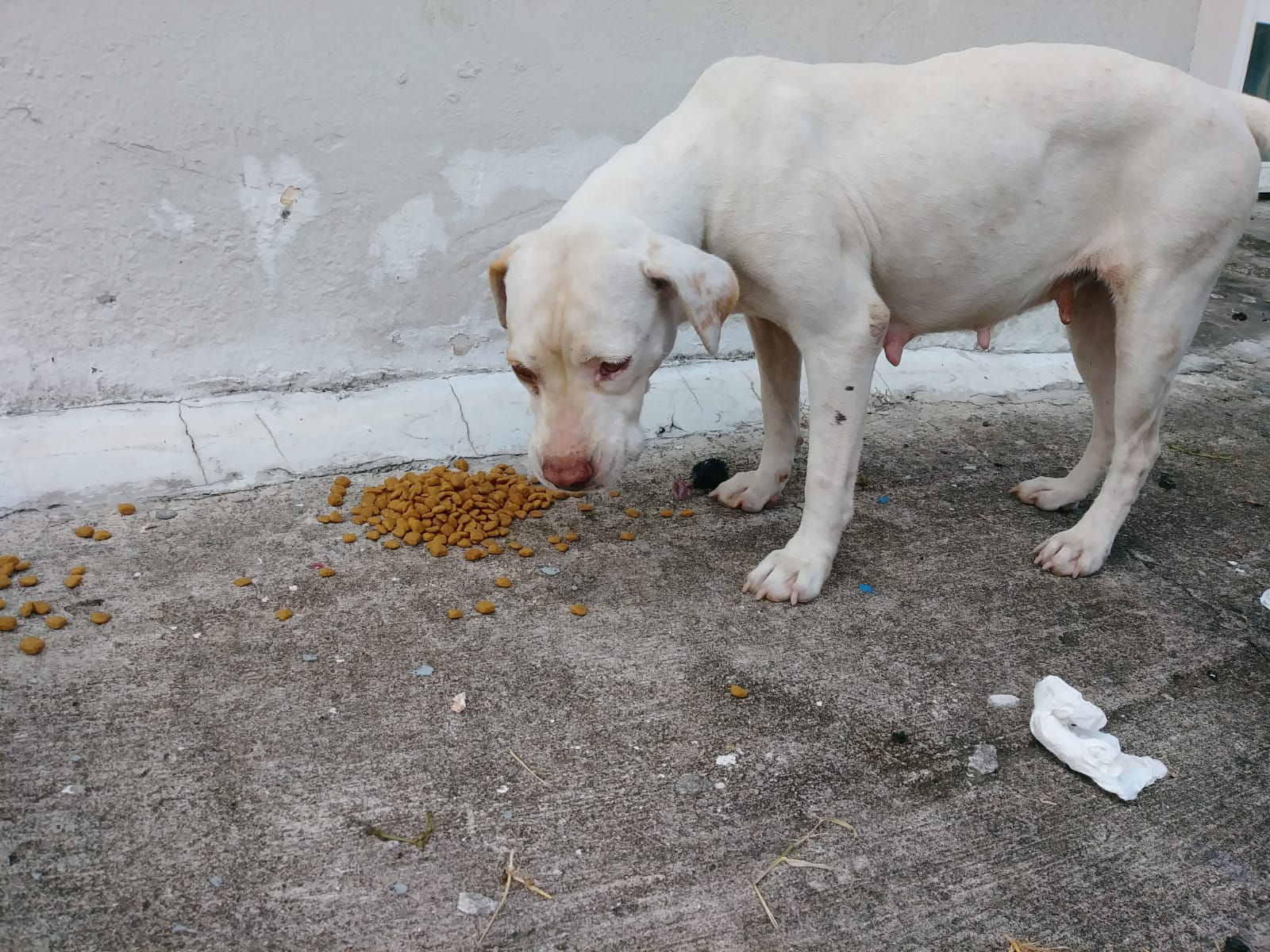 new-mama-dog-naguabo-puerto-rico.jpg