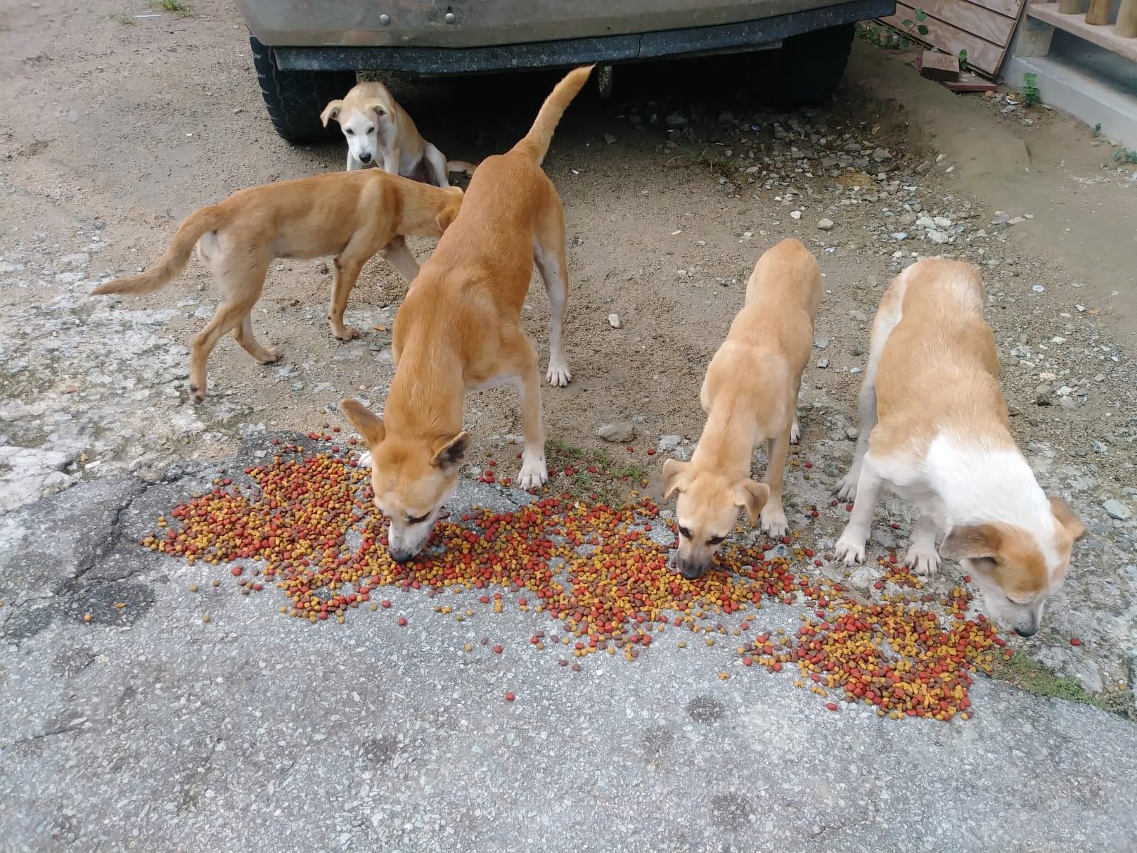 dogs-eating-love-to-go-bbme.jpg