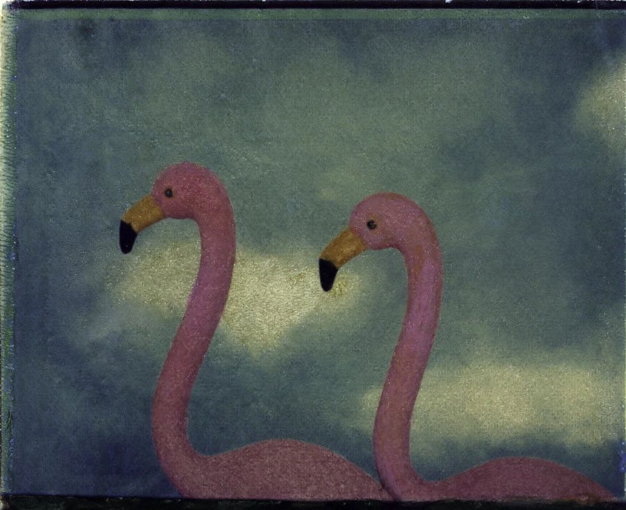polar flamingo2web.jpg