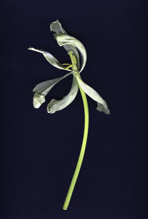 web tulip white.jpg