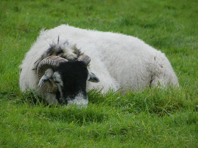 Sleeping ram.jpg