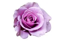 Rose.jpg