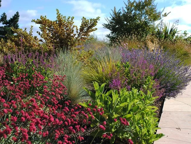 red-buckwheat-garden-design_19090.jpeg