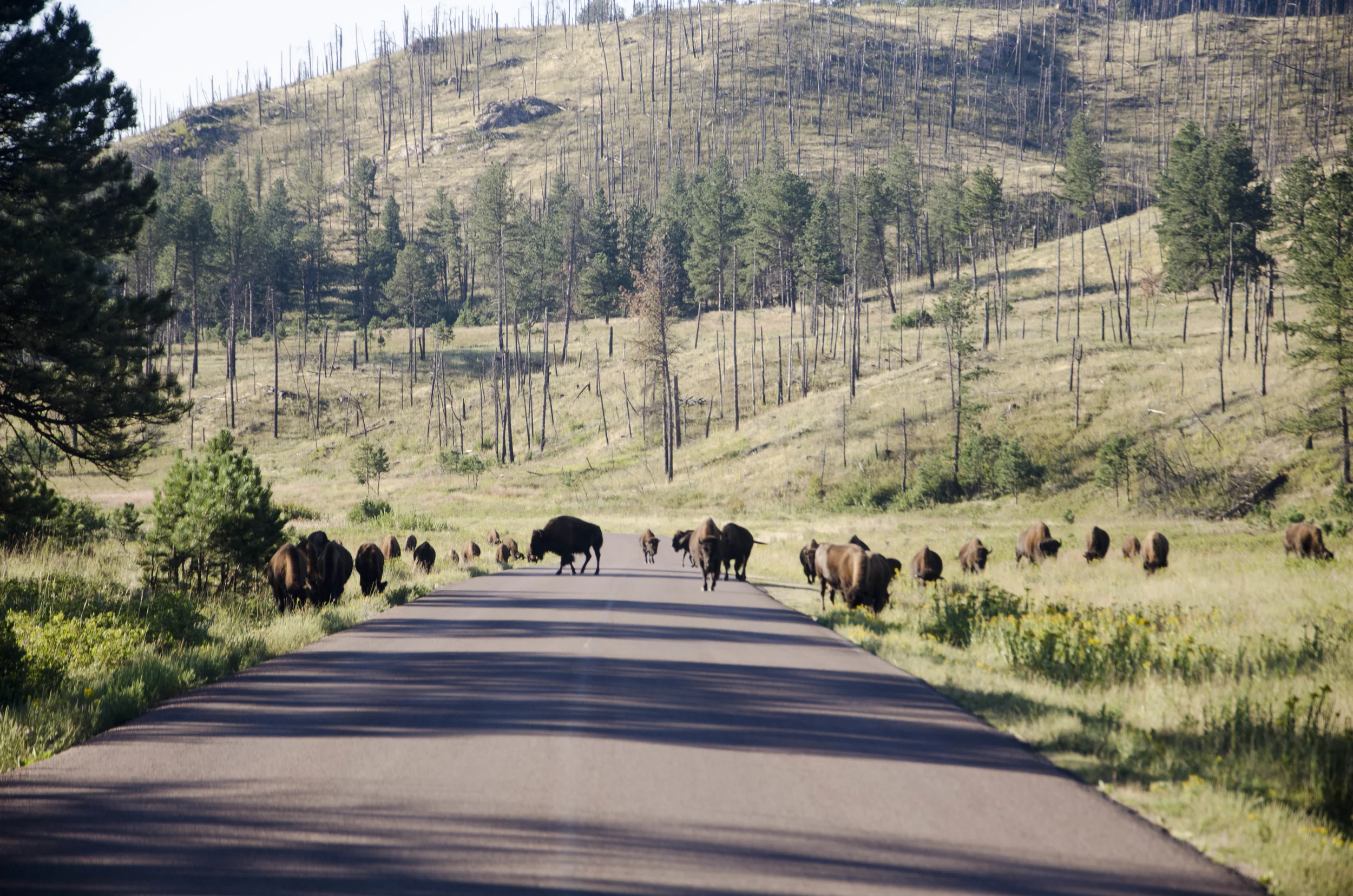 Day 46: 400ish miles in 1 really big state