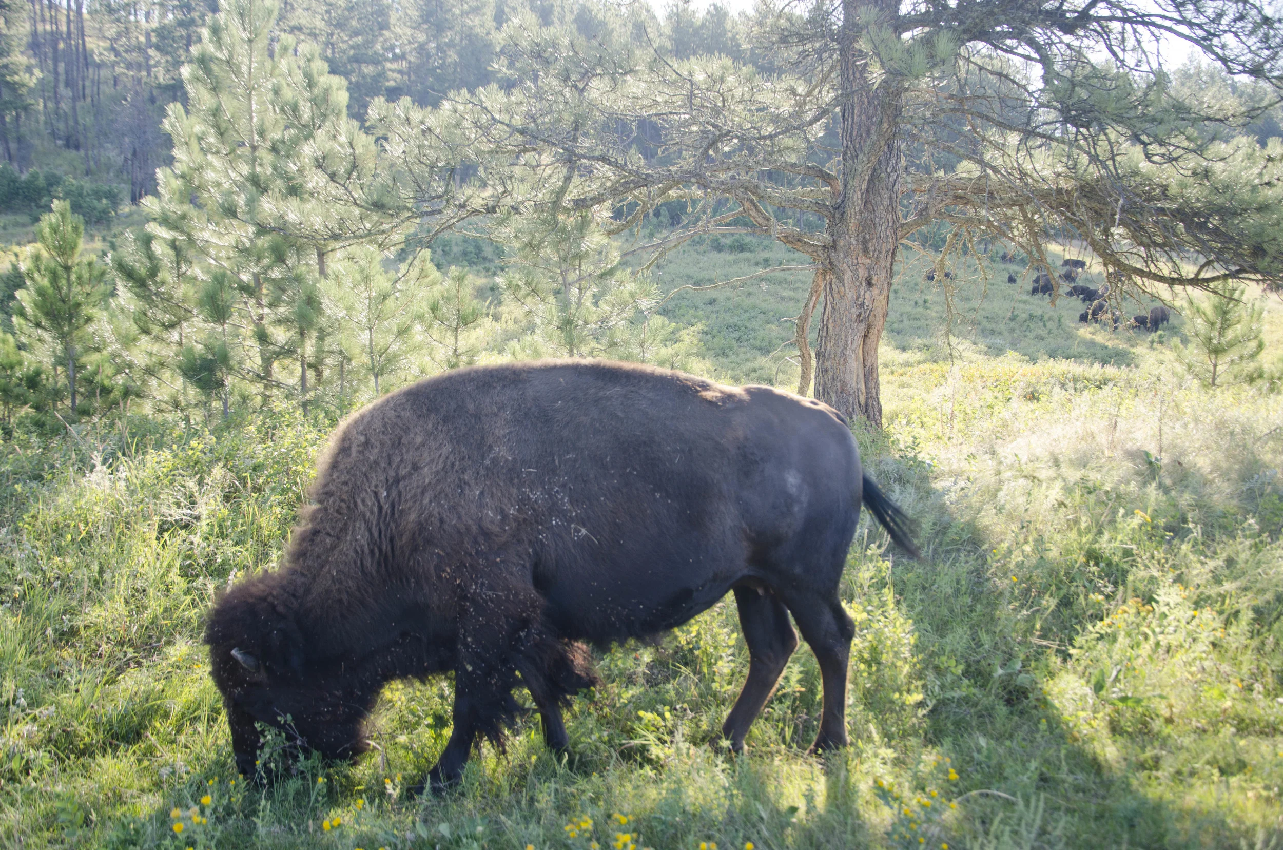 Day 46: 400ish miles in 1 really big state