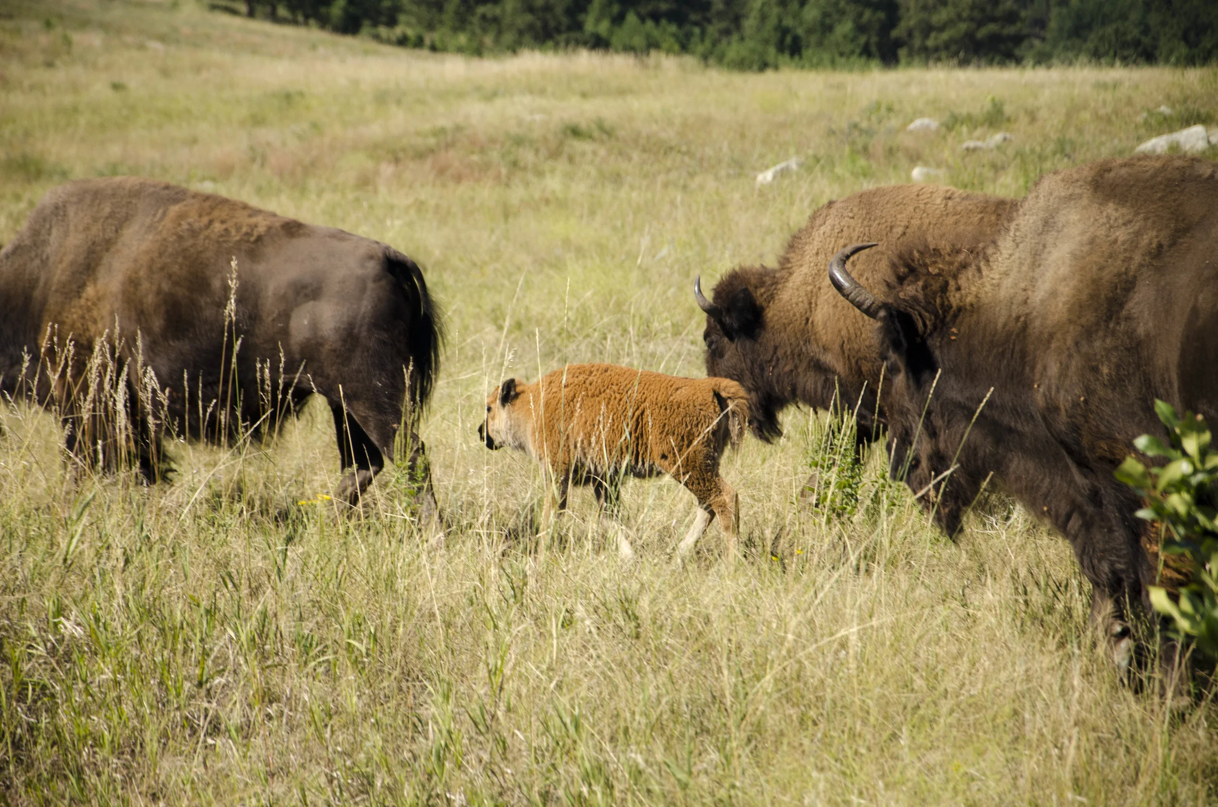 Day 46: 400ish miles in 1 really big state