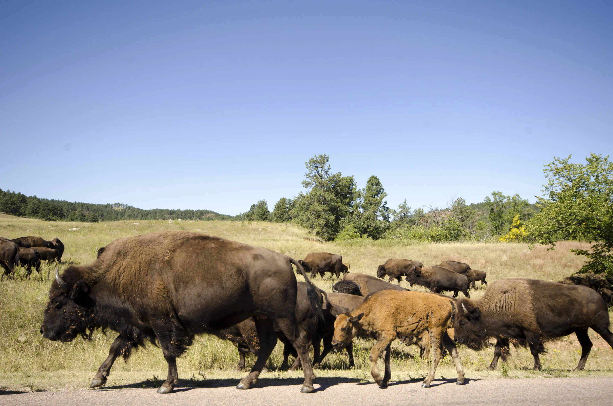 Day 46: 400ish miles in 1 really big state