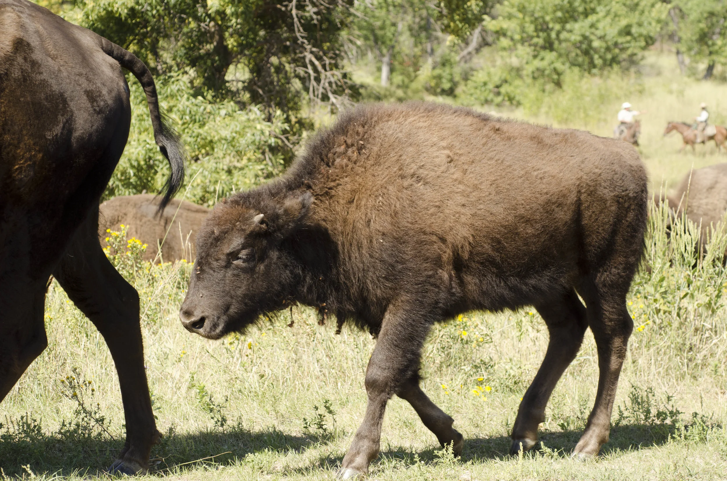 Day 46: 400ish miles in 1 really big state