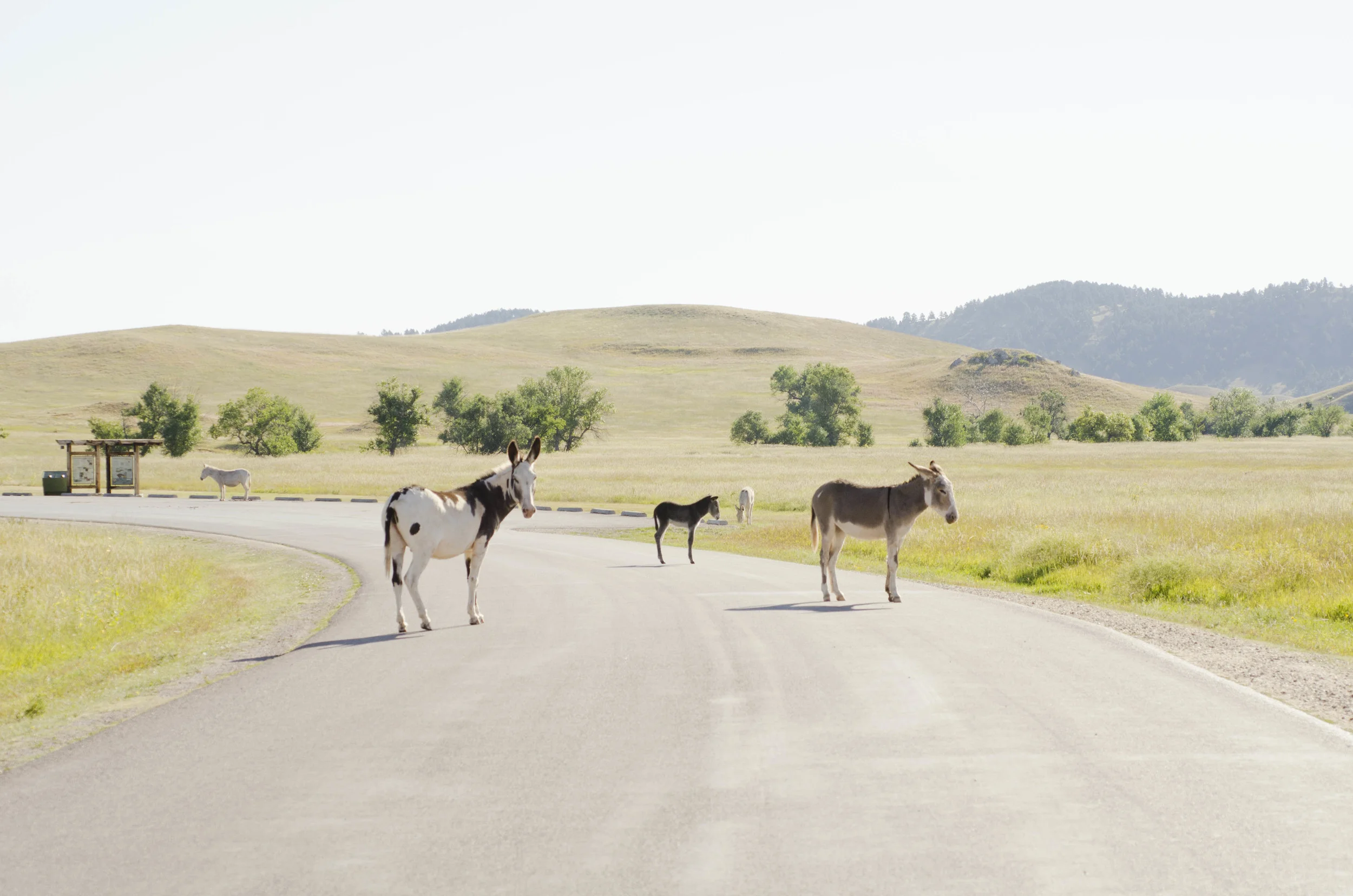 Day 46: 400ish miles in 1 really big state