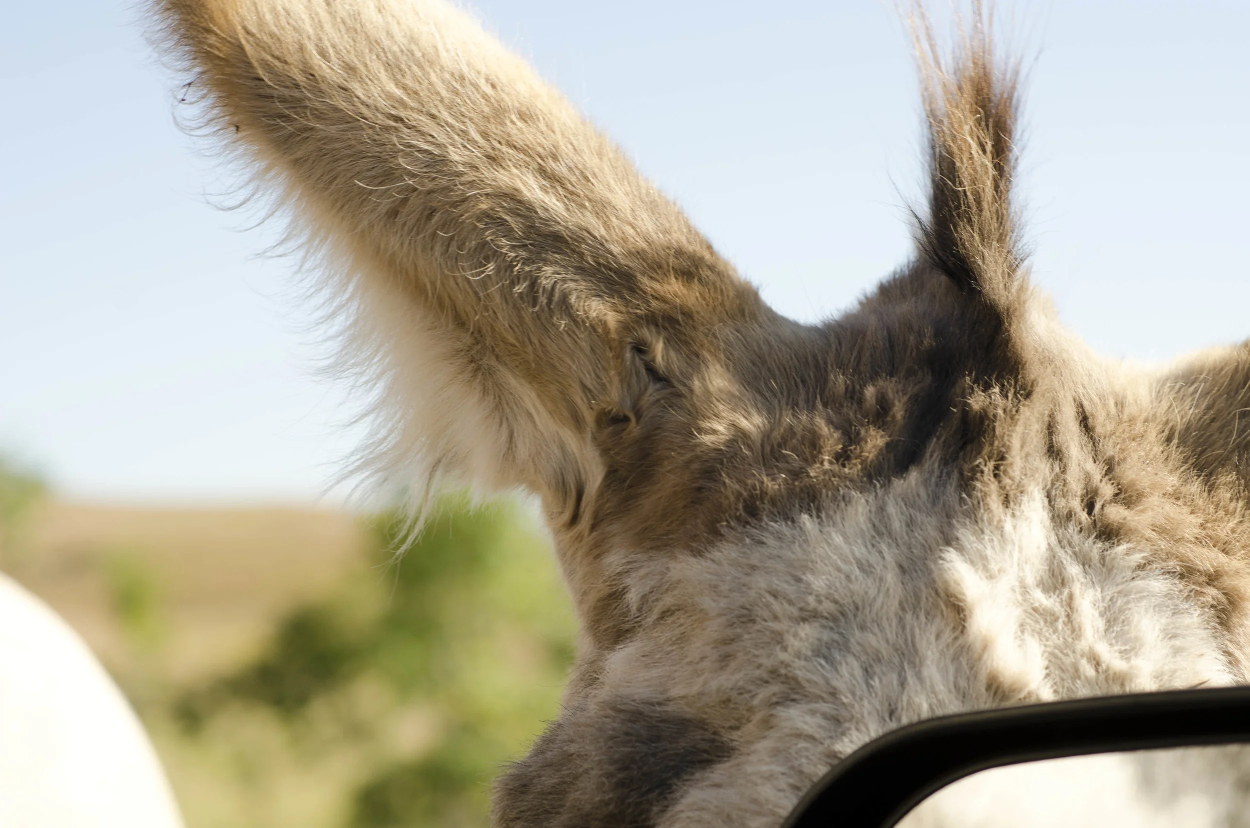 Day 46: 400ish miles in 1 really big state