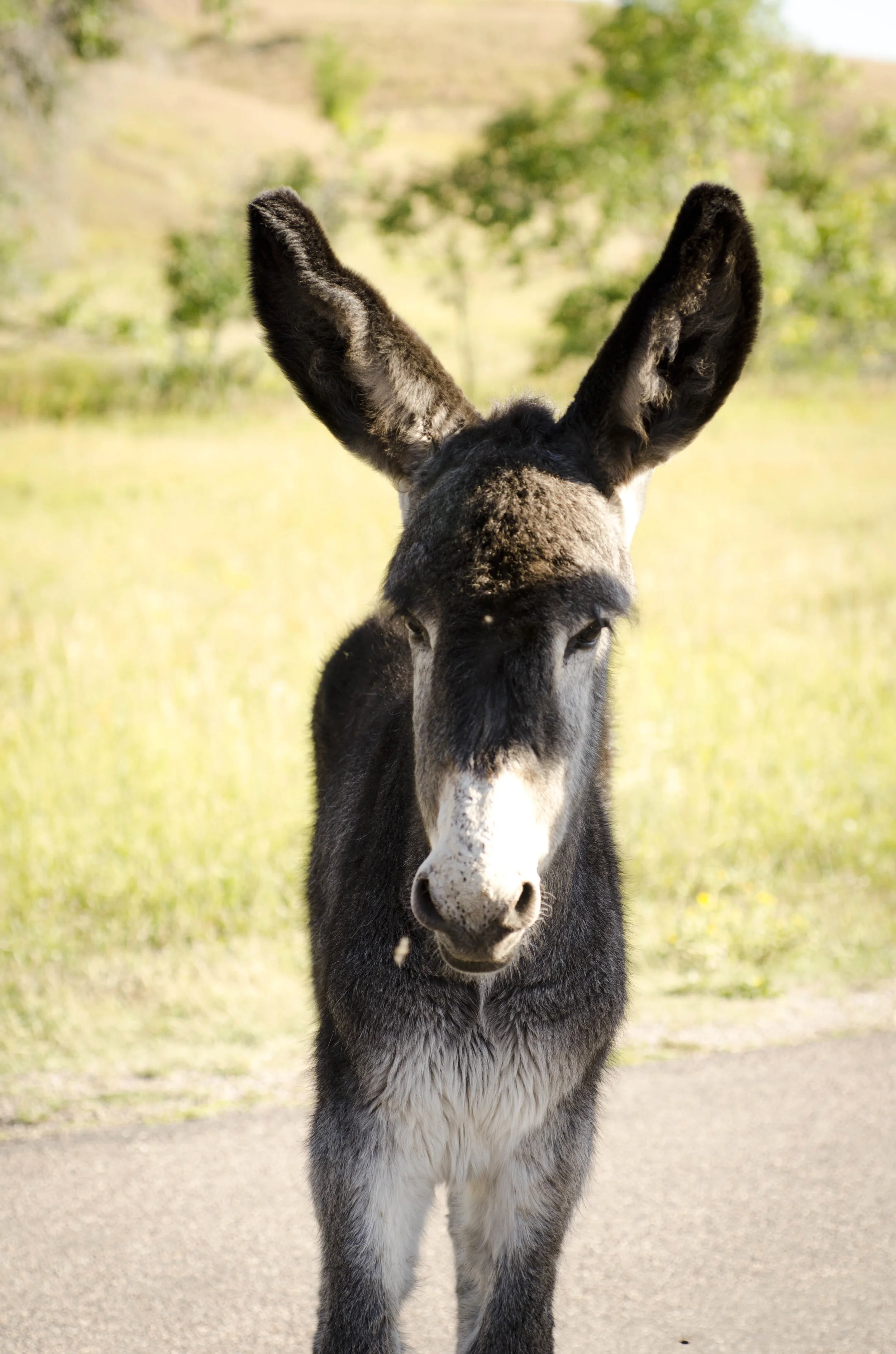 Day 46: 400ish miles in 1 really big state