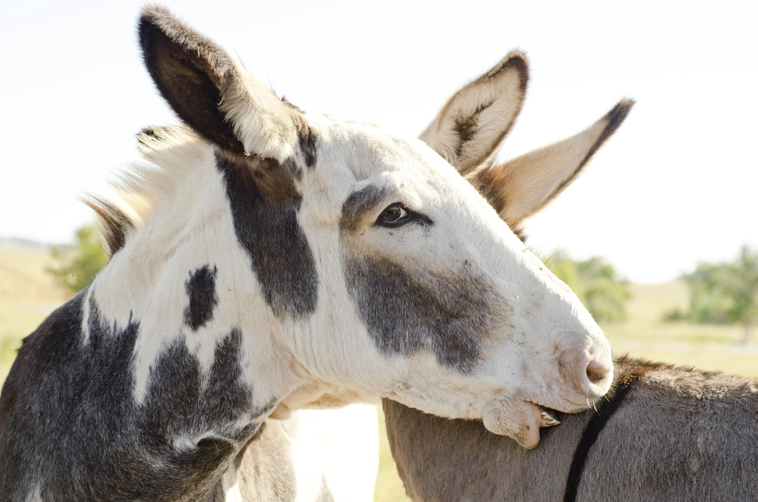Day 46: 400ish miles in 1 really big state