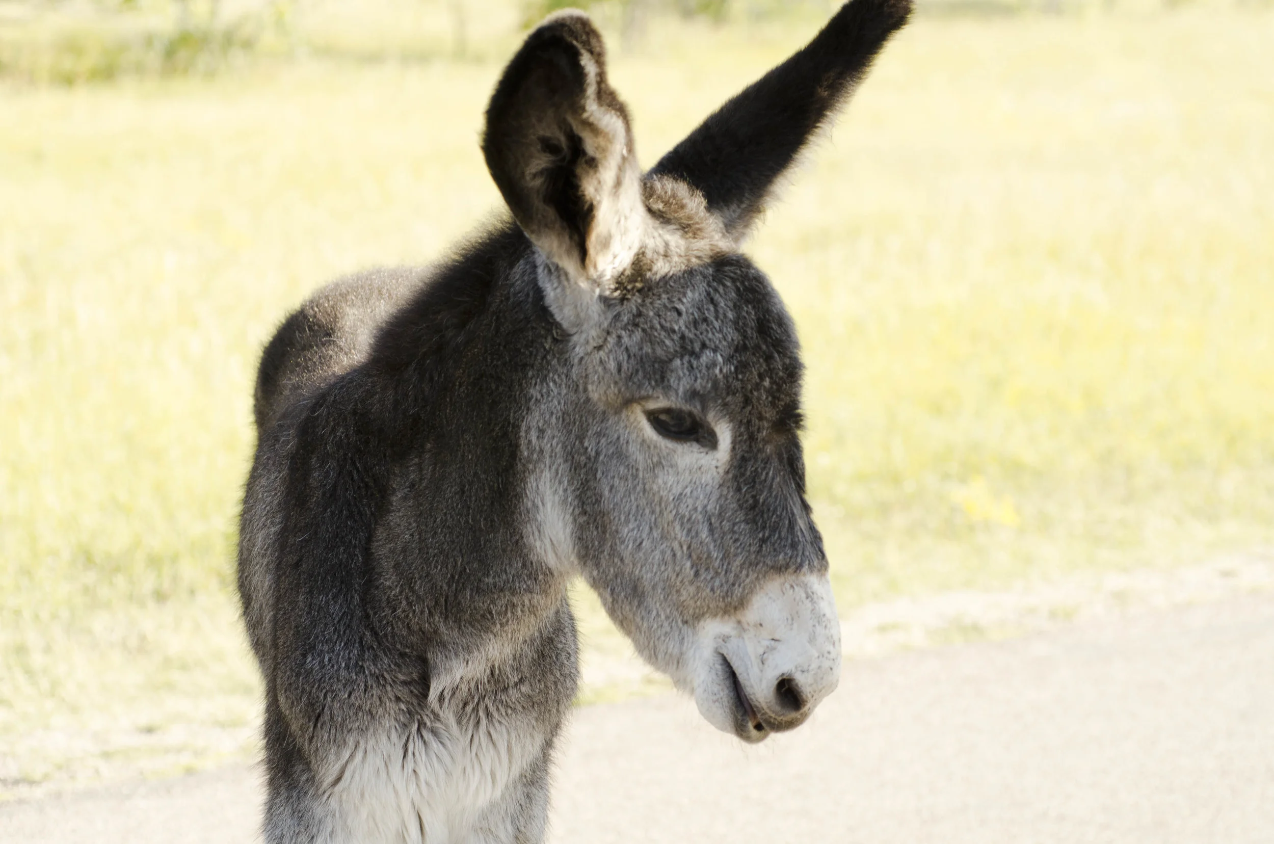 Day 46: 400ish miles in 1 really big state