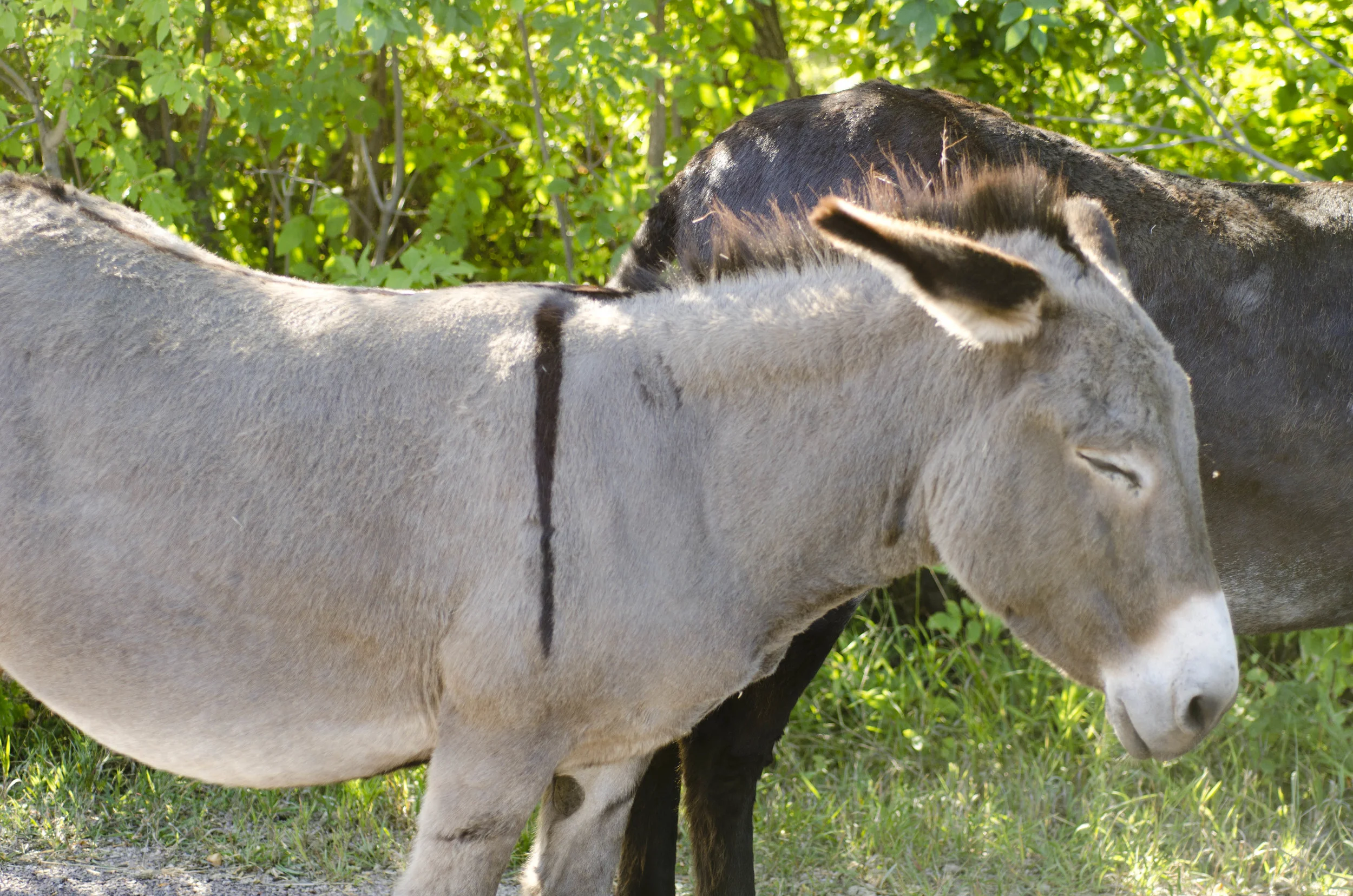 Day 46: 400ish miles in 1 really big state