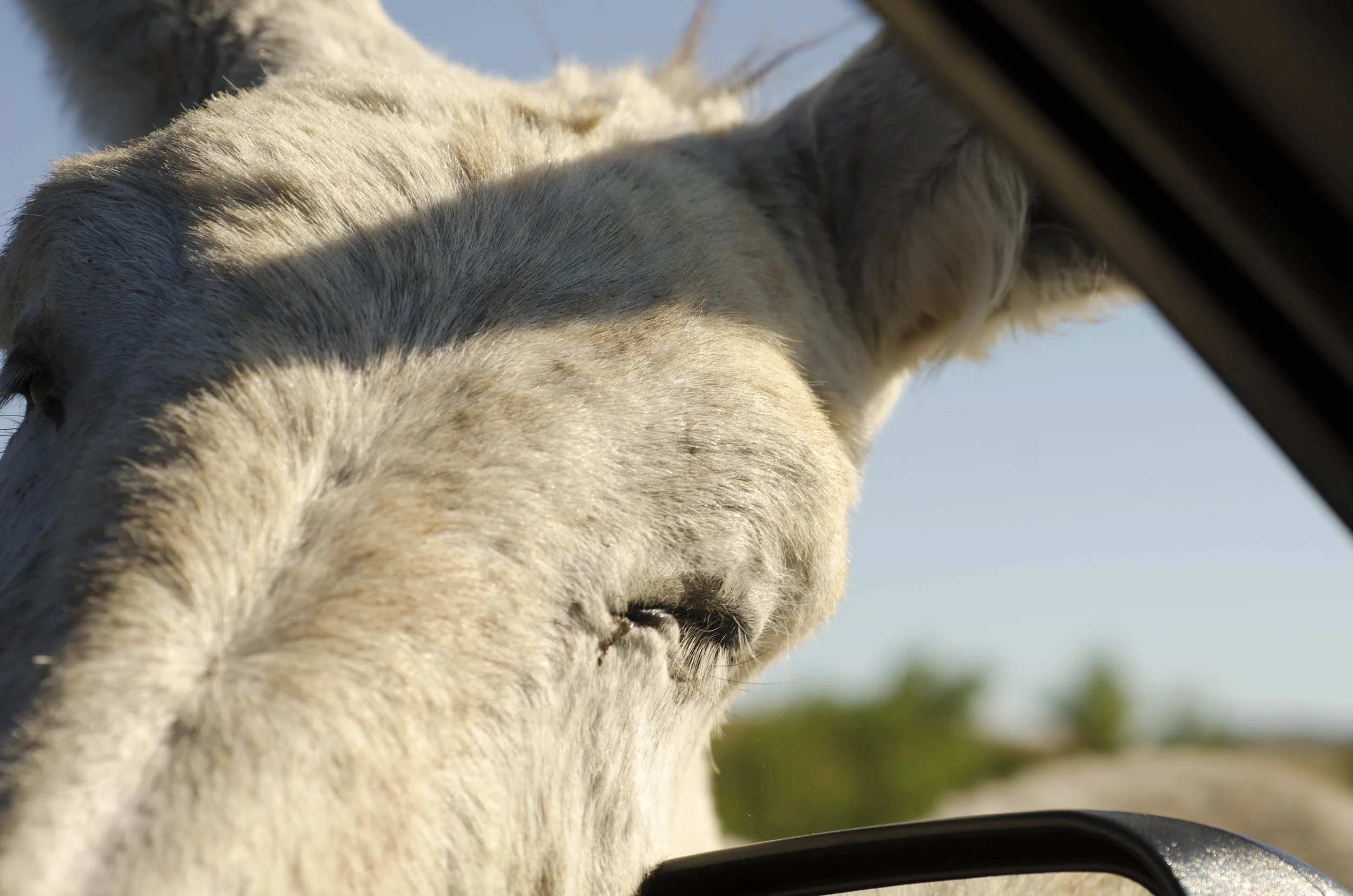 Day 46: 400ish miles in 1 really big state