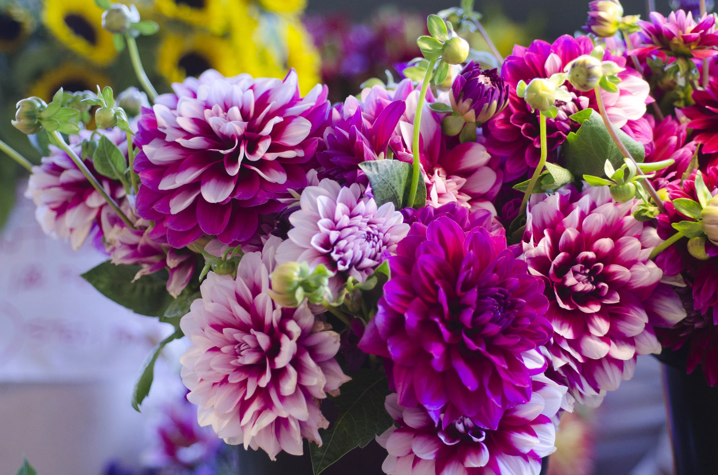 Day 42: A different sort of road trip, 405 miles and another addition!