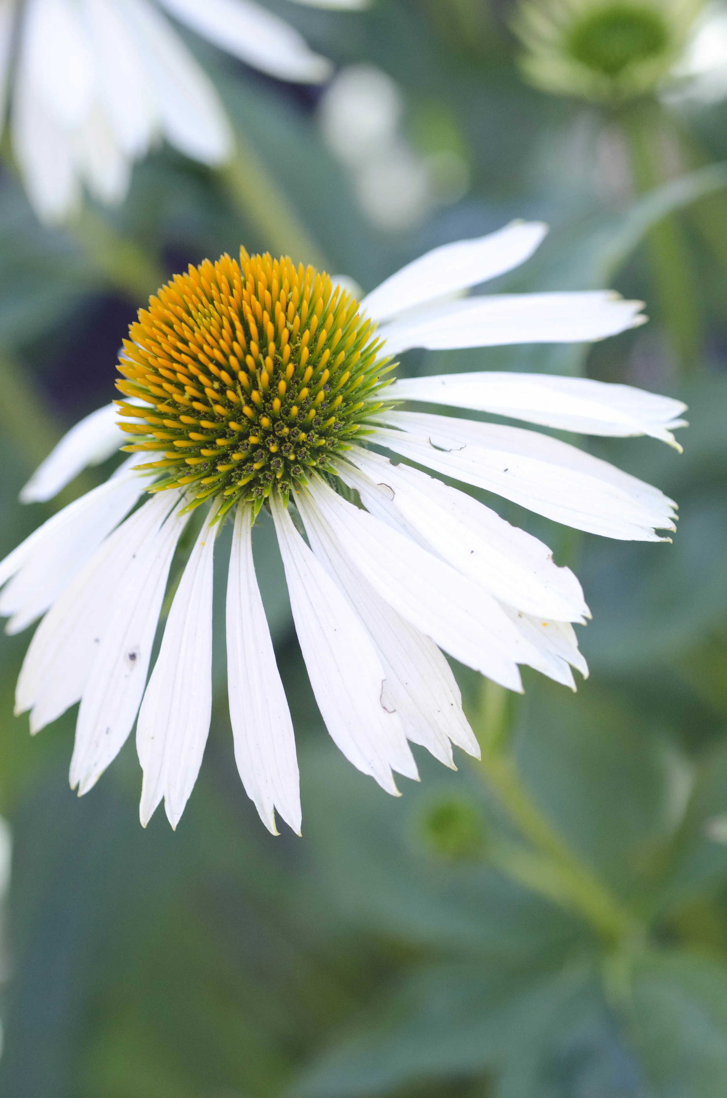 Day 41: 220 miles, 3 ferries and a new addition to our party!