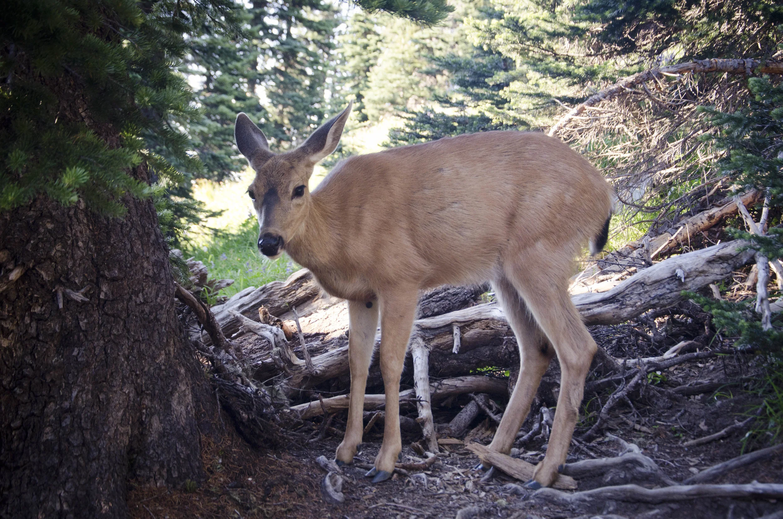 Day 41: 220 miles, 3 ferries and a new addition to our party!