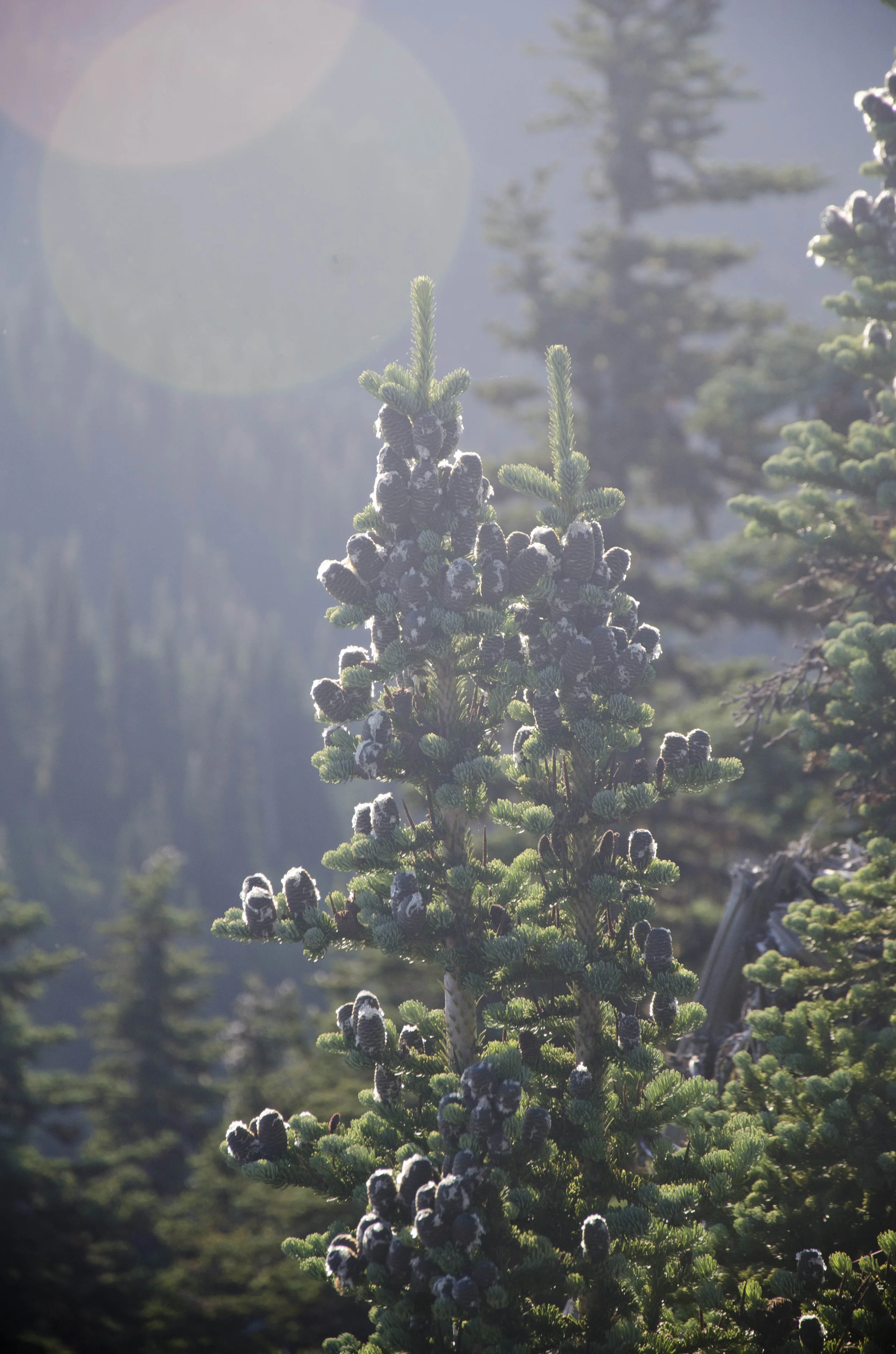 Day 41: 220 miles, 3 ferries and a new addition to our party!