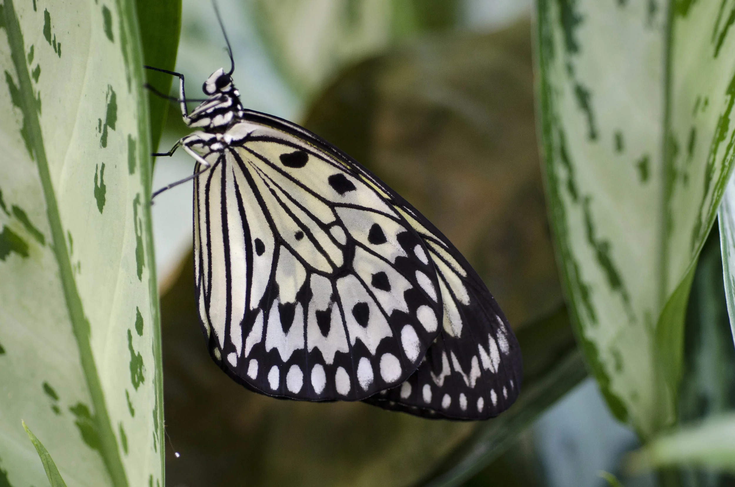 Day 40: Another big day in Seattle