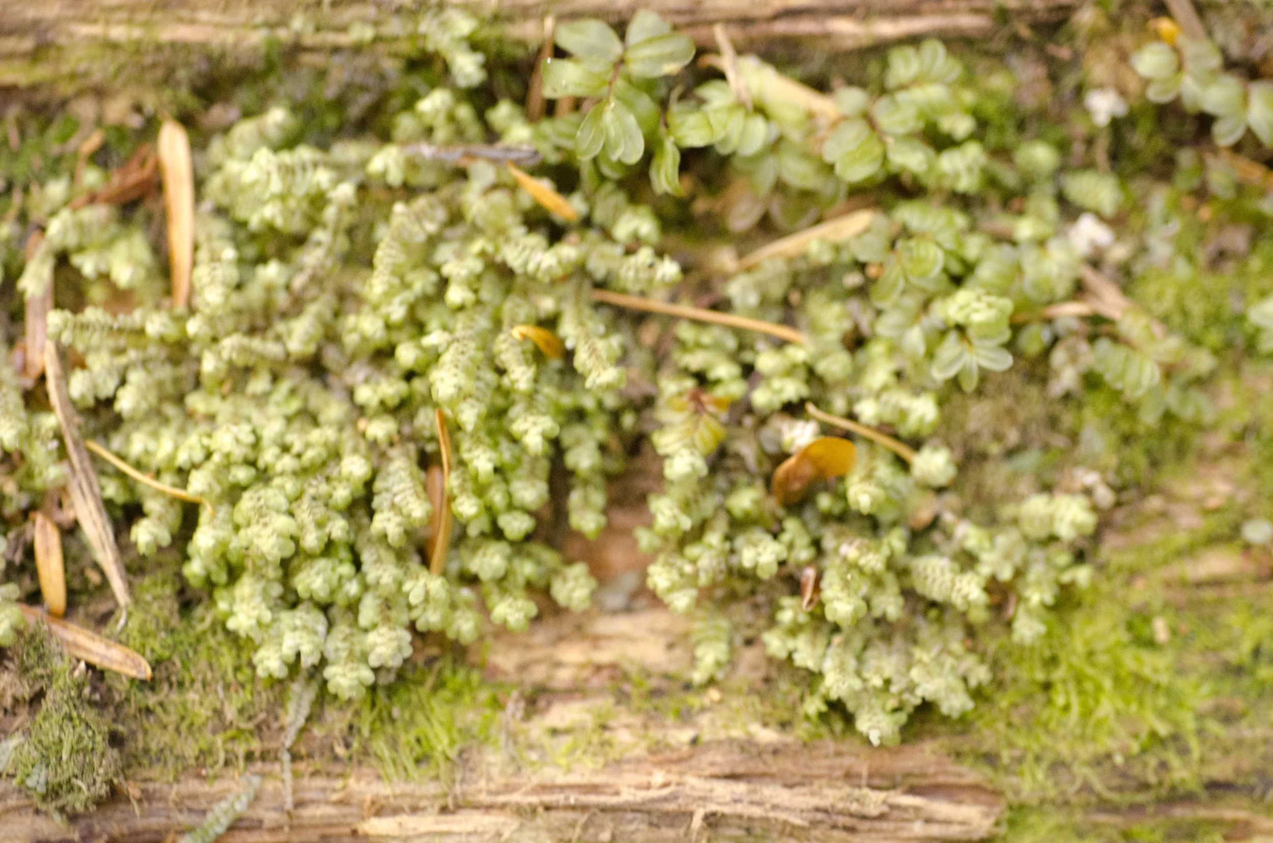 Day 36: Branching out