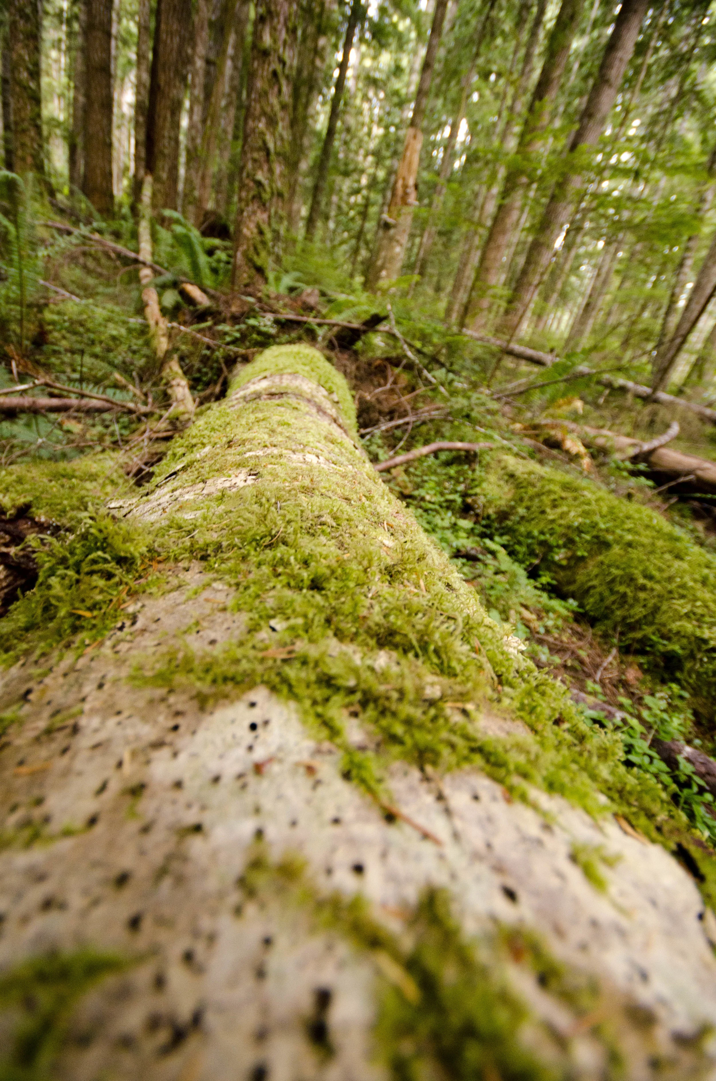 Day 36: Branching out