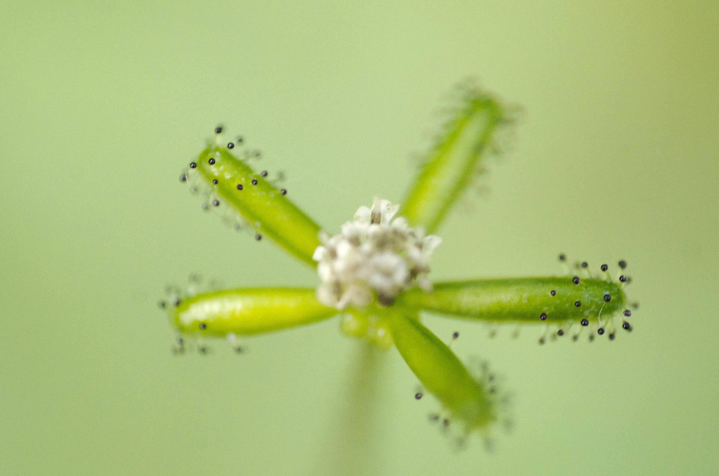 Day 36: Branching out