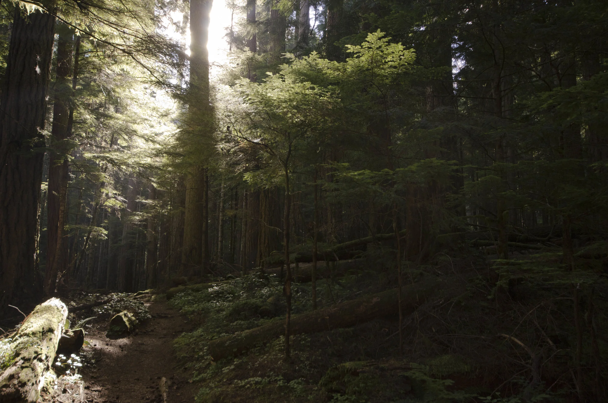 Day 36: Branching out