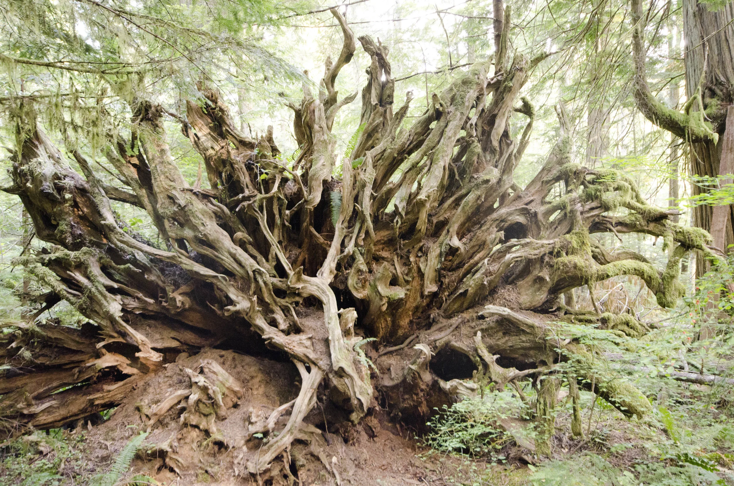 Day 36: Branching out