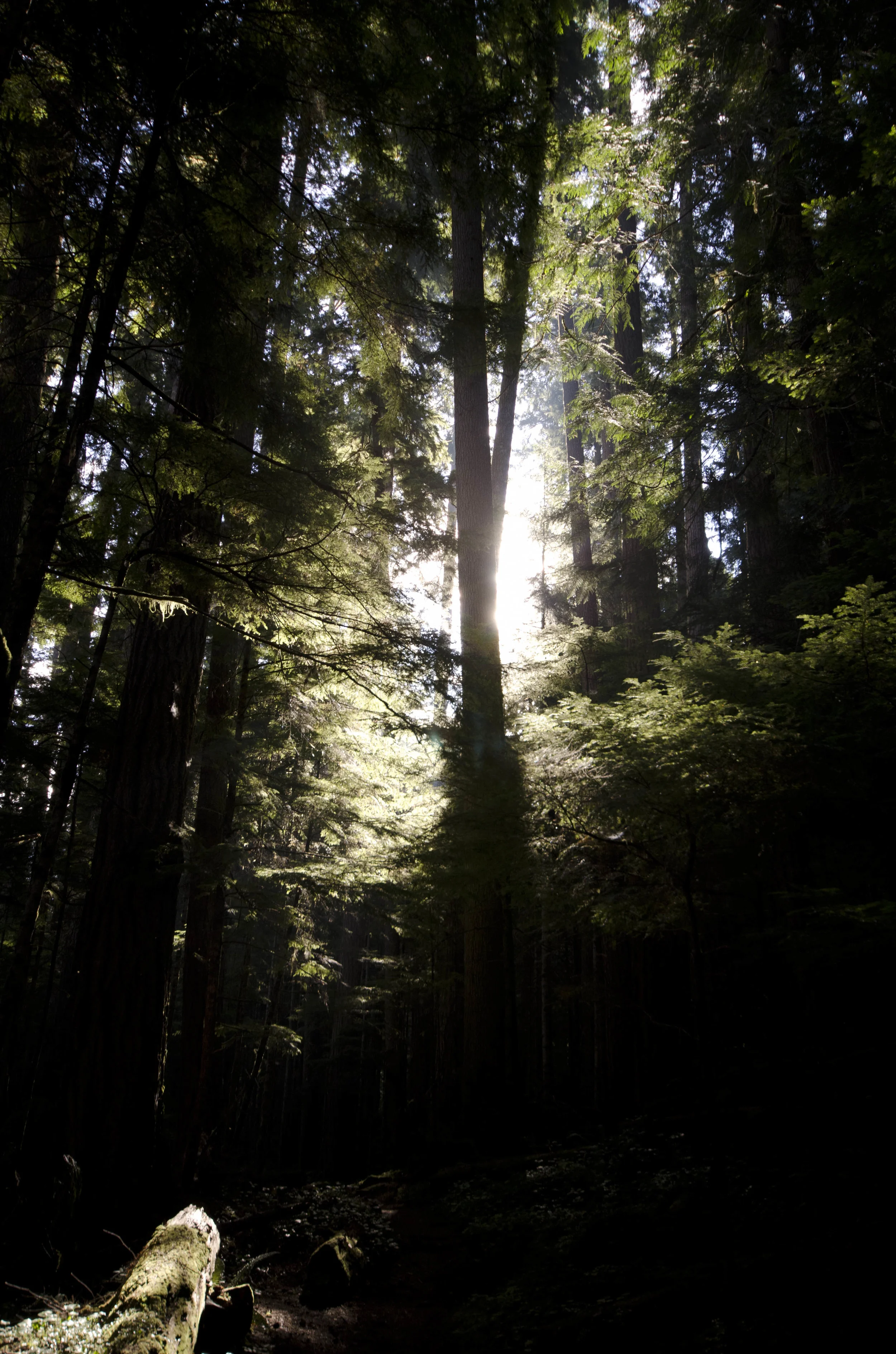 Day 36: Branching out