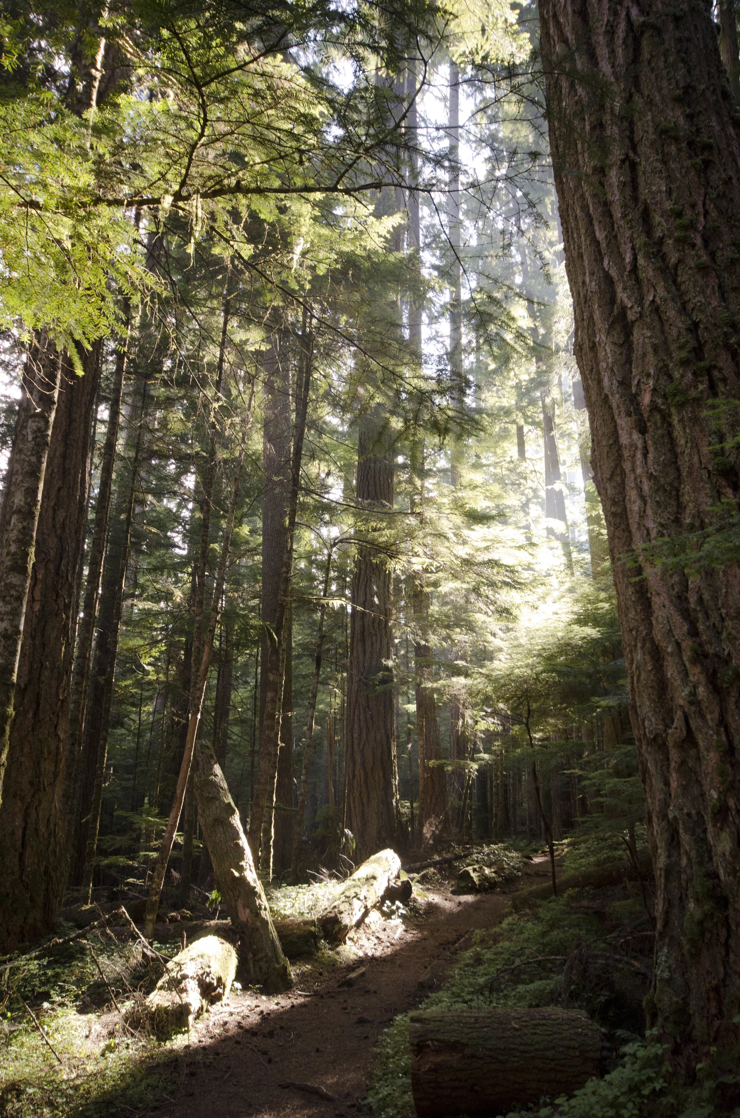 Day 36: Branching out