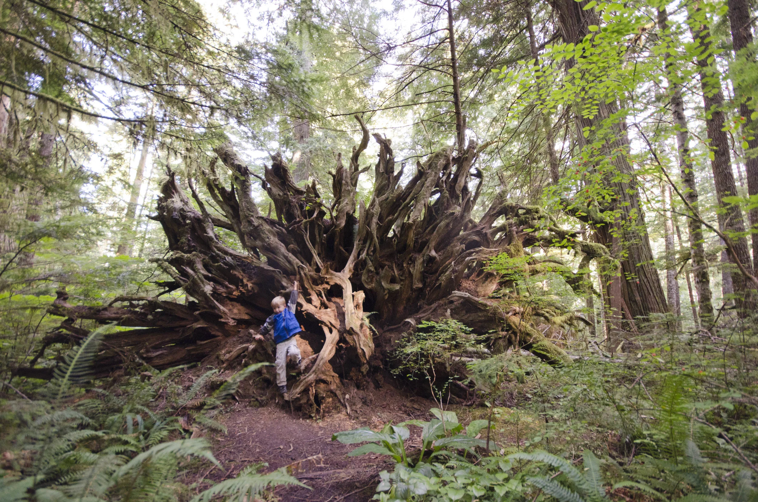 Day 36: Branching out