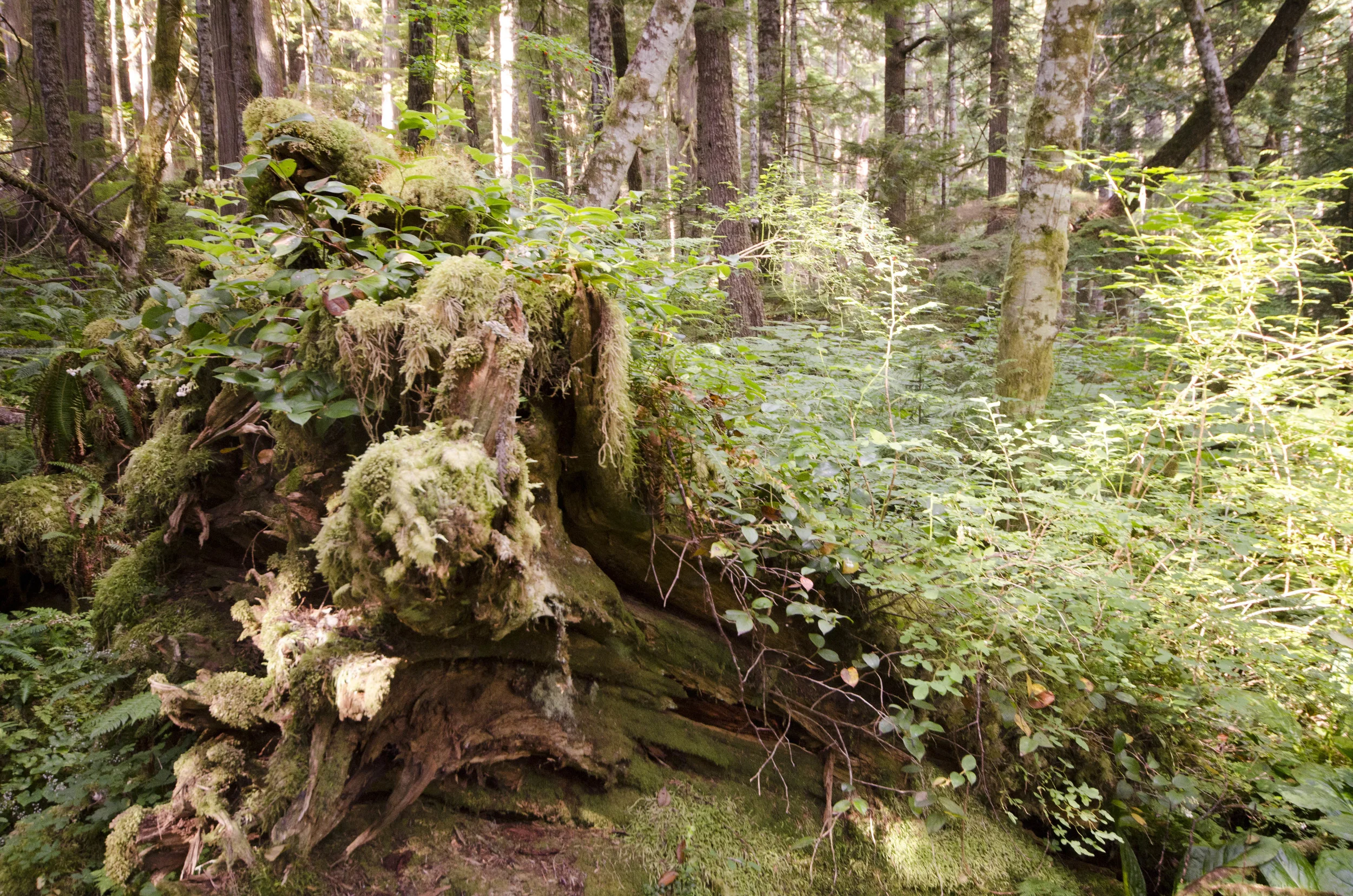 Day 36: Branching out