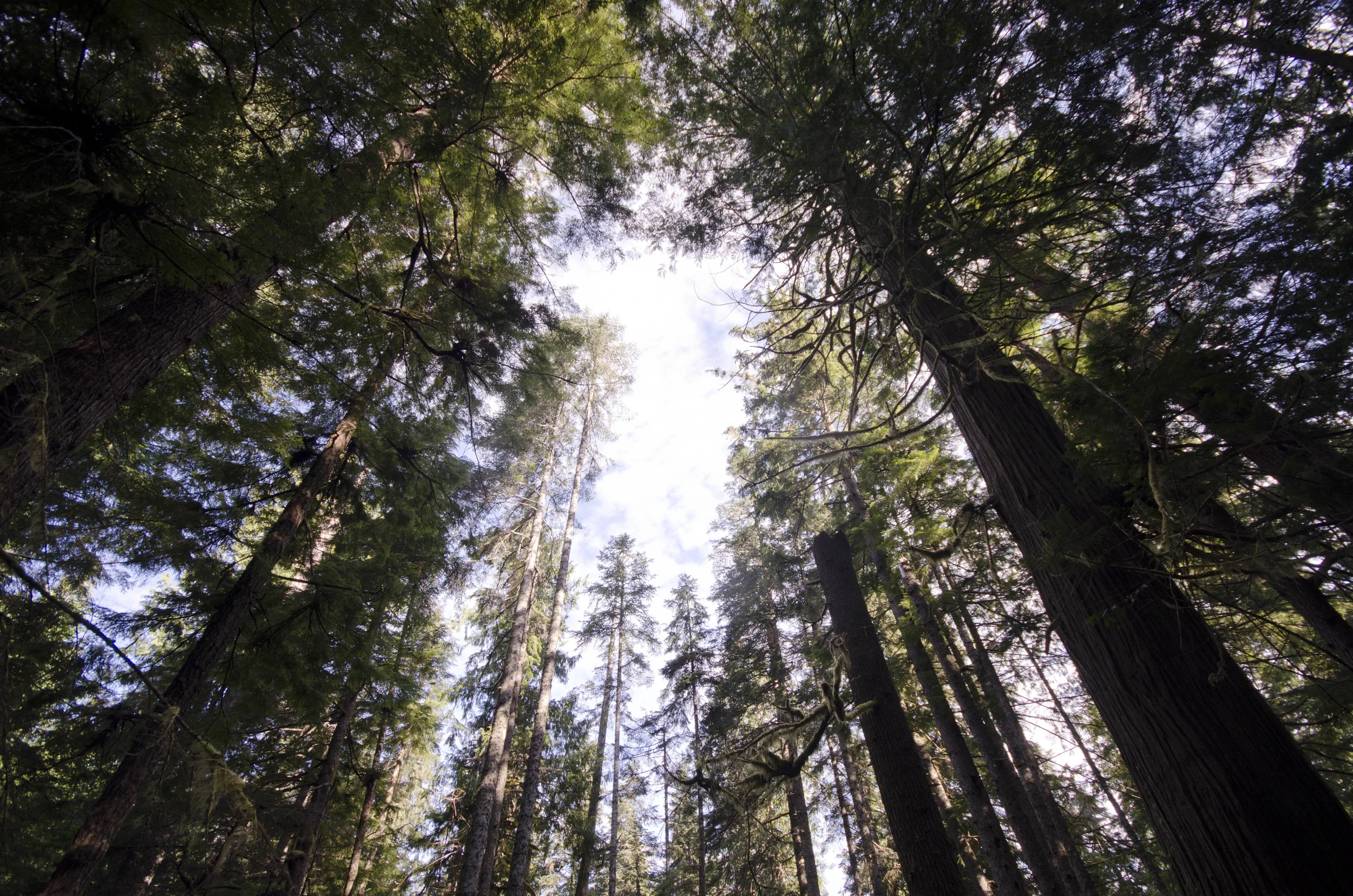 Day 36: Branching out