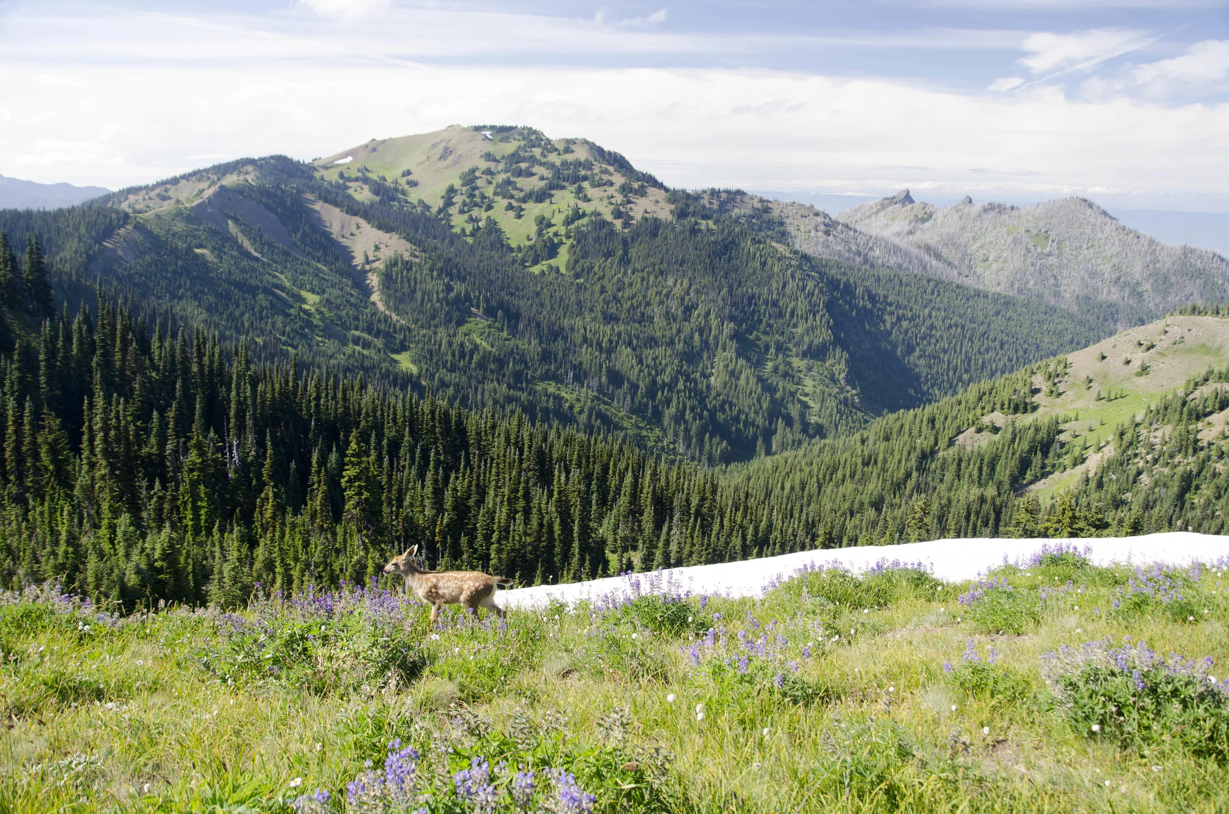 Day 36: Branching out