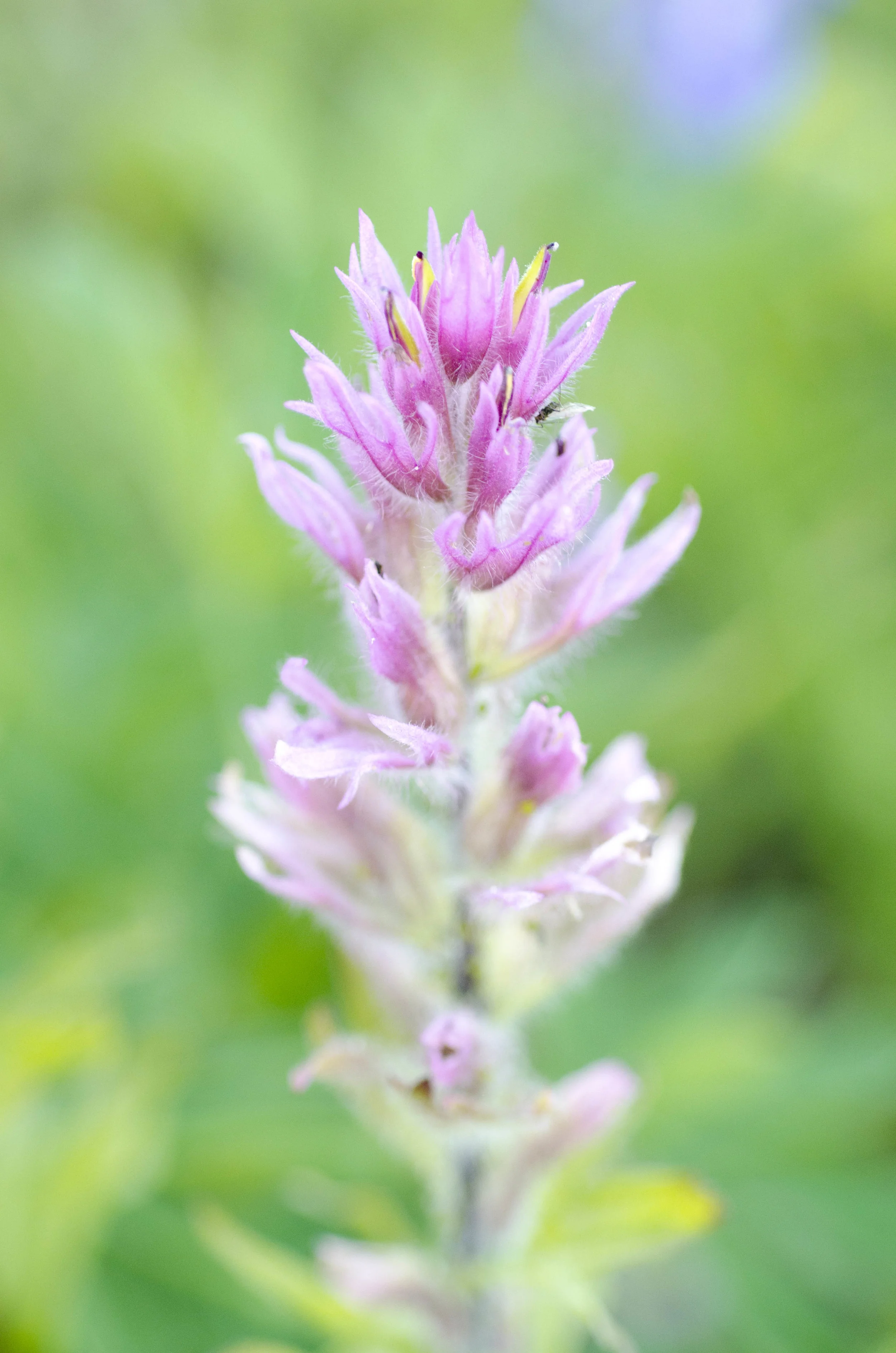 Day 36: Branching out