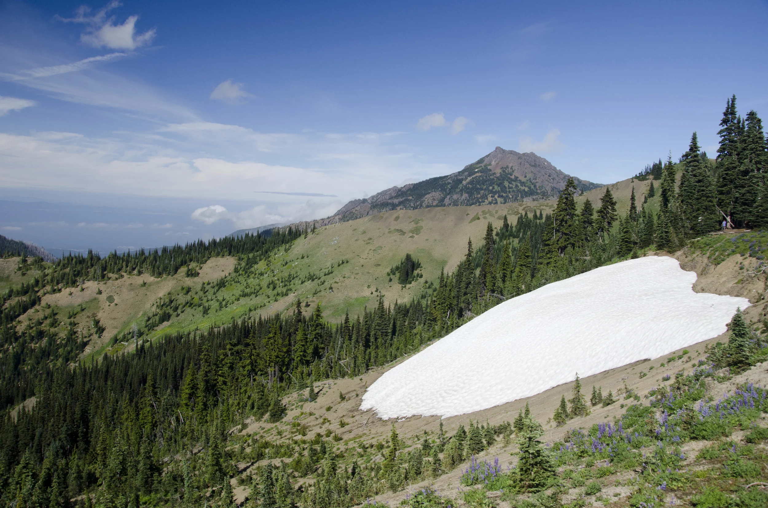 Day 36: Branching out