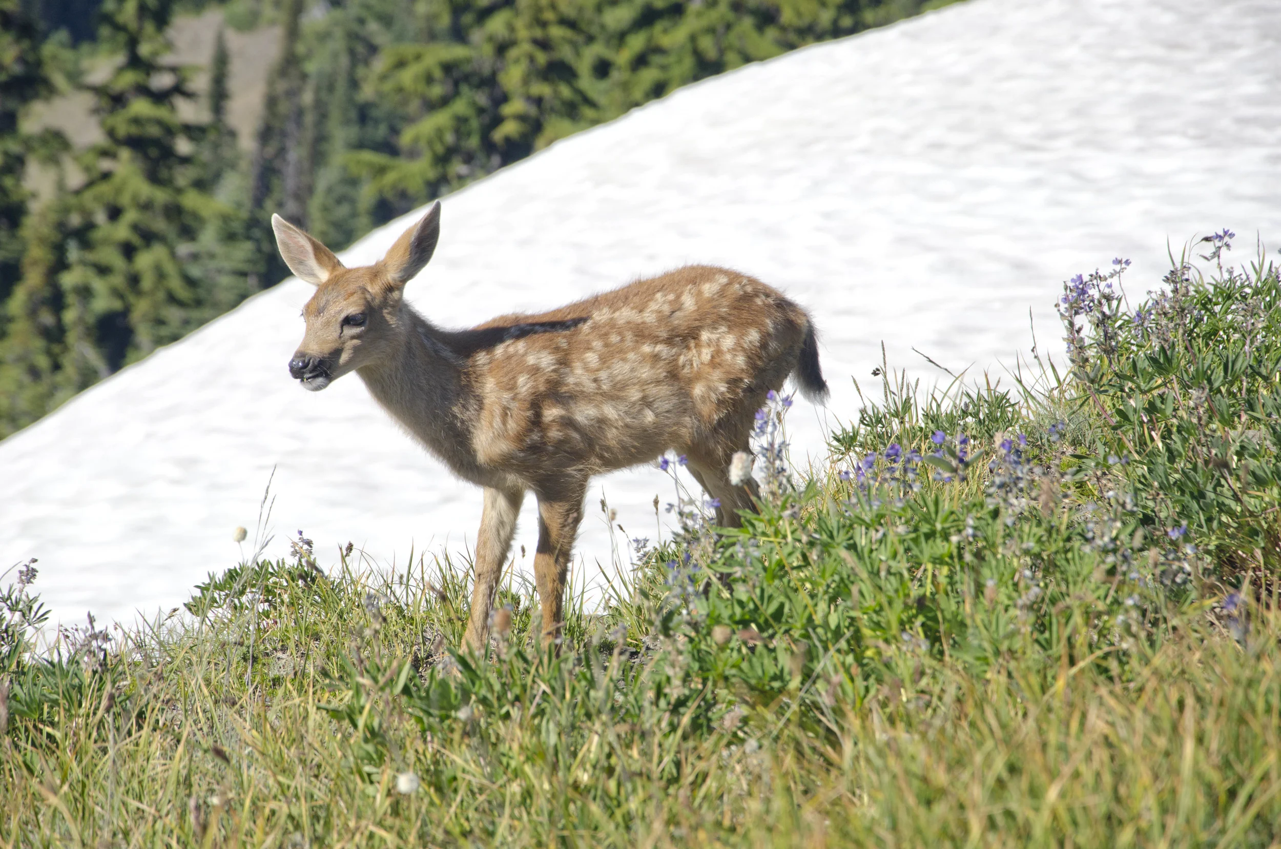 Day 36: Branching out