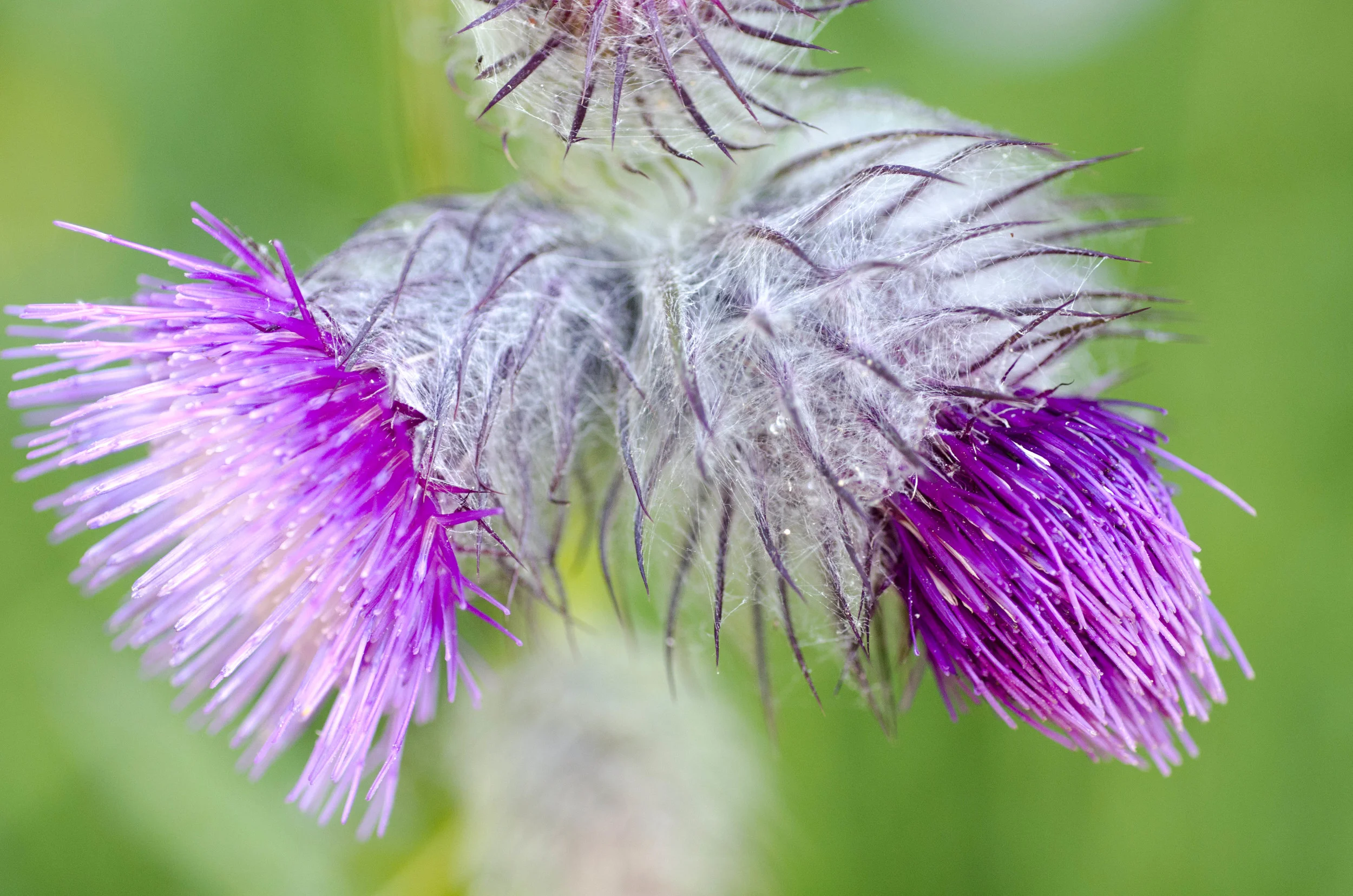 Day 36: Branching out